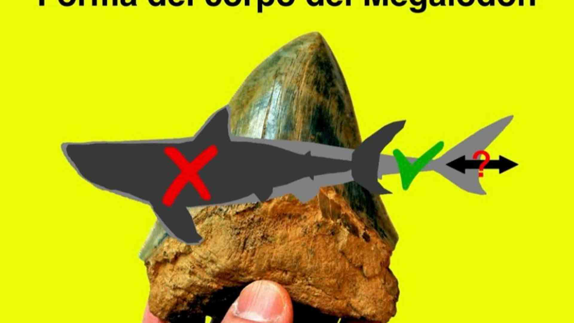 Immagine di Squalo gigante estinto milioni di anni fa: ecco com'era