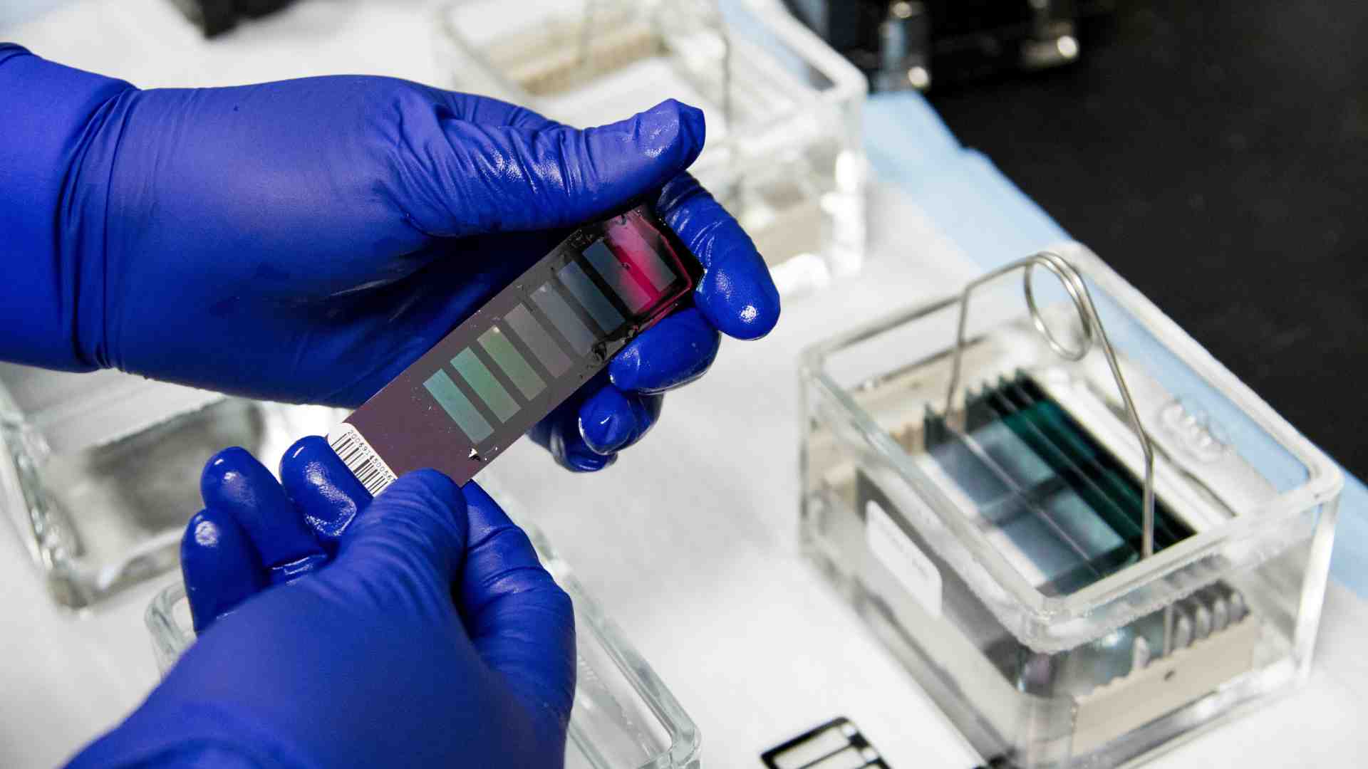 Immagine di Dopo la carne coltivata, l'Europa apre alle tecniche genomiche per la modifica del Dna delle piante