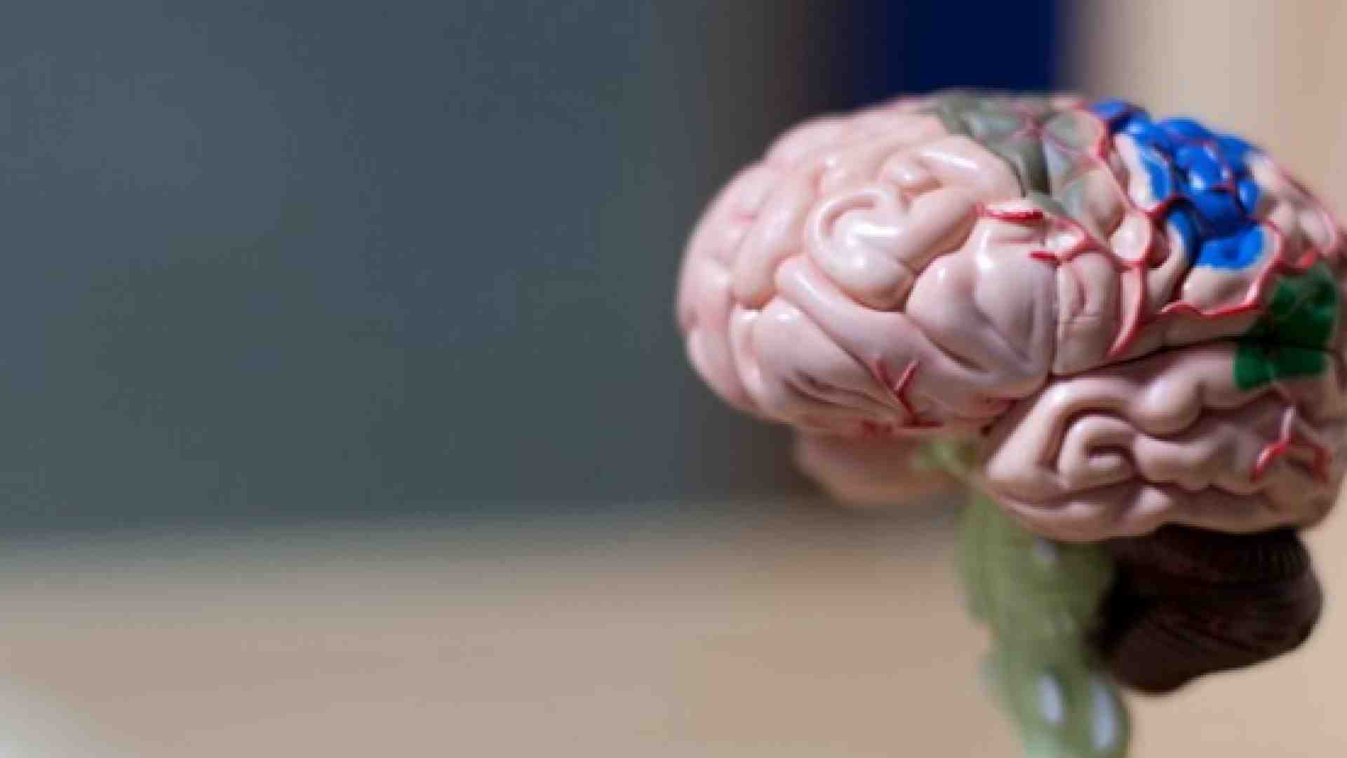 Immagine di Come il nostro cervello costruisce le parole