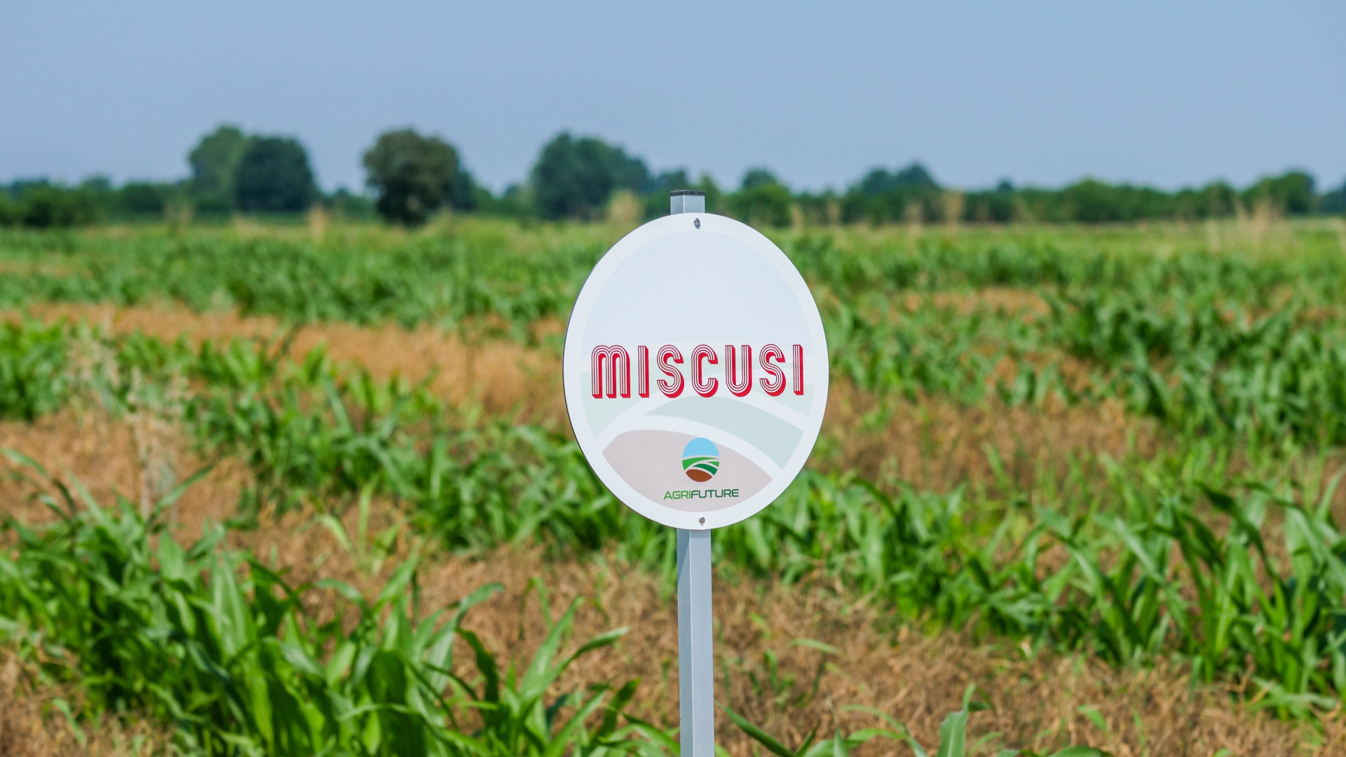 Immagine di La pasta amica dell'ambiente è fatta con il sorgo