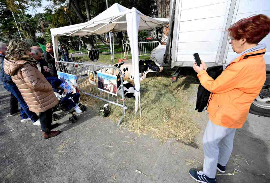 La mucca Ercolina 2 a Sanremo durante la protesta dei trattori (Ansa)