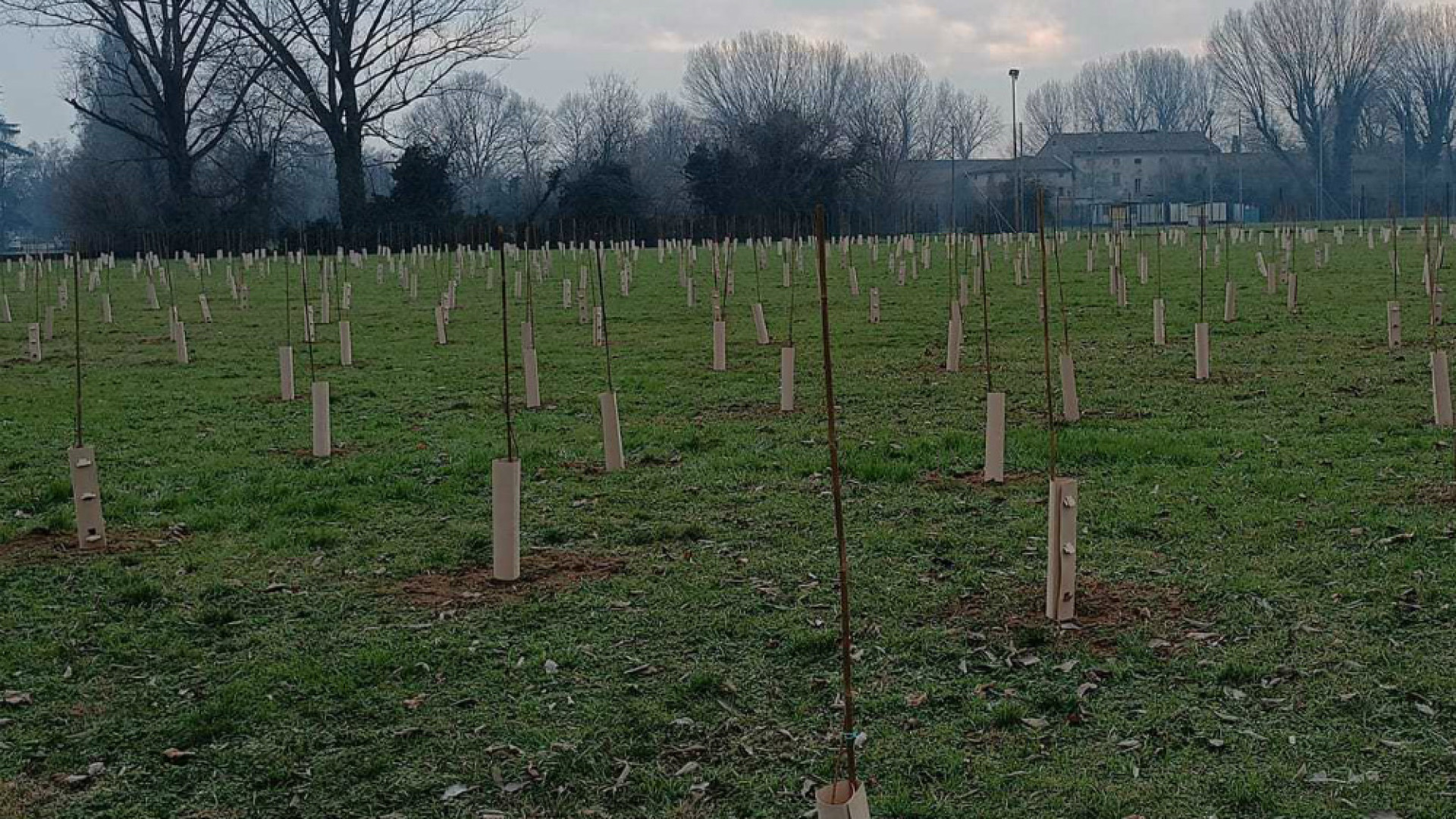 Immagine di Nuovo polmone verde
