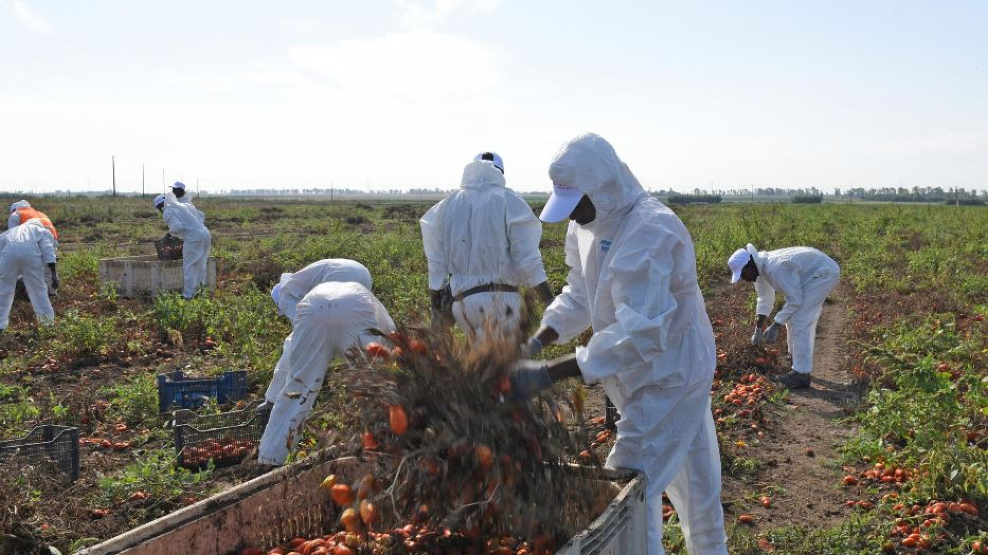 Immagine di Braccianti maltrattati nel Casertano, si indaga sugli imprenditori