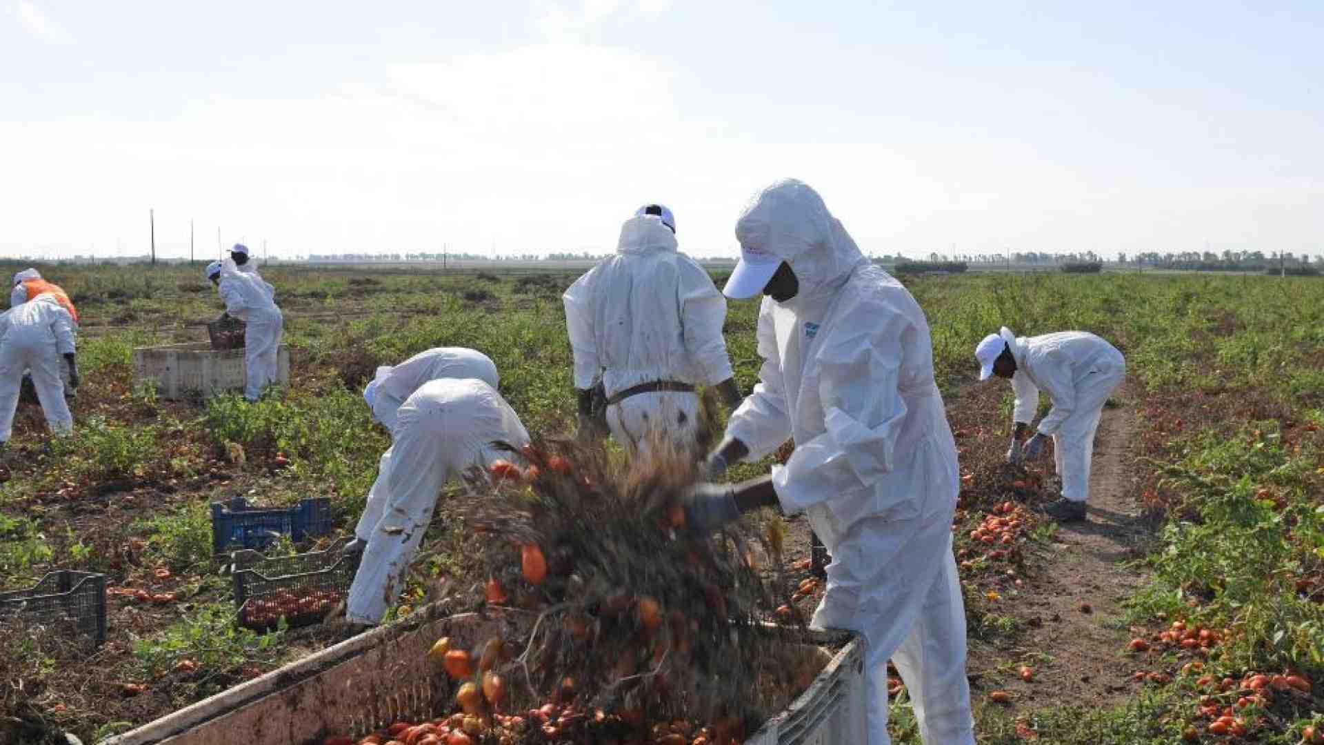 Immagine di Braccianti maltrattati nel Casertano, si indaga sugli imprenditori