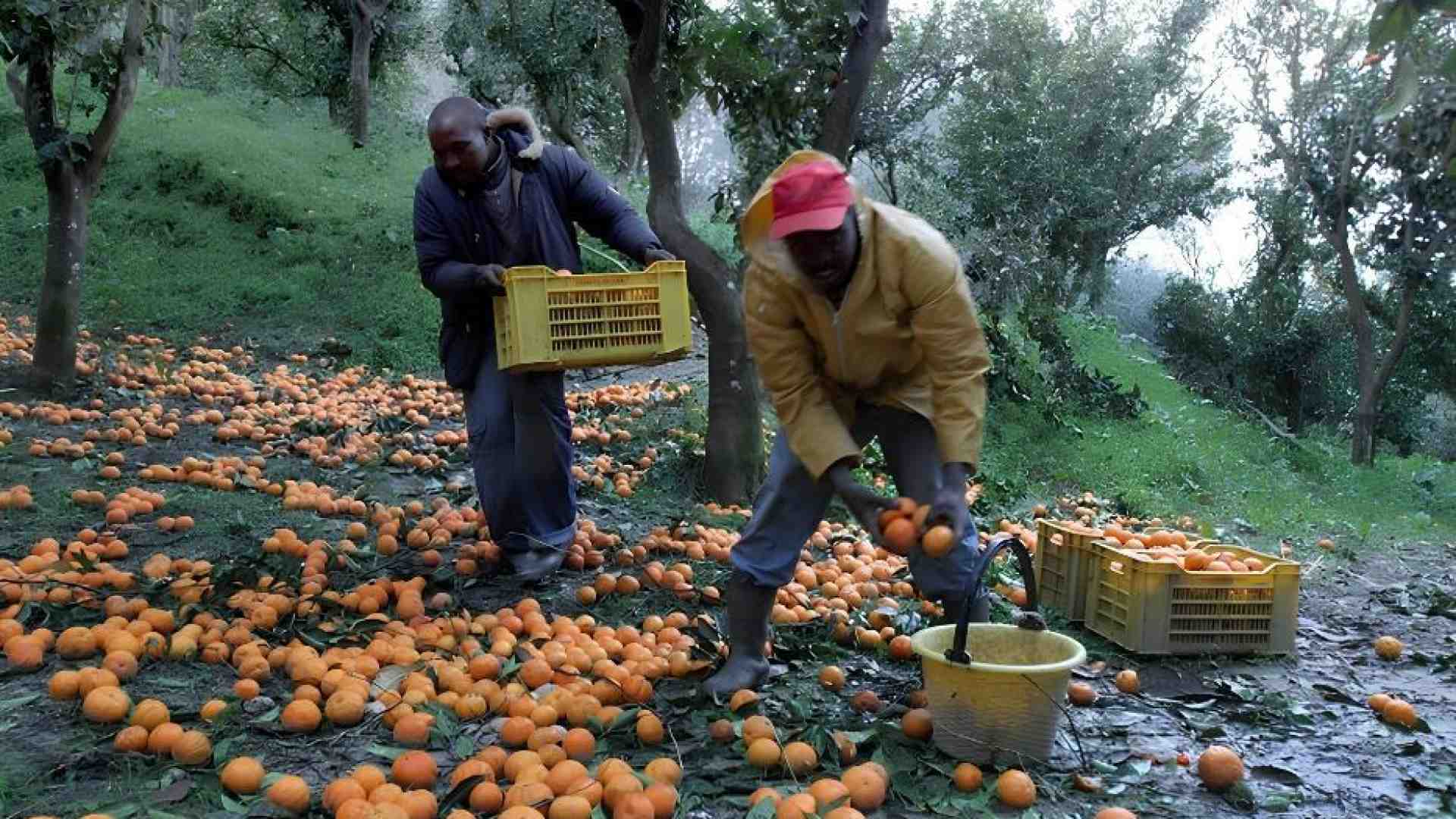 Immagine di 11 ore nei campi, frustate: i racconti-choc degli schiavi dei raccolti