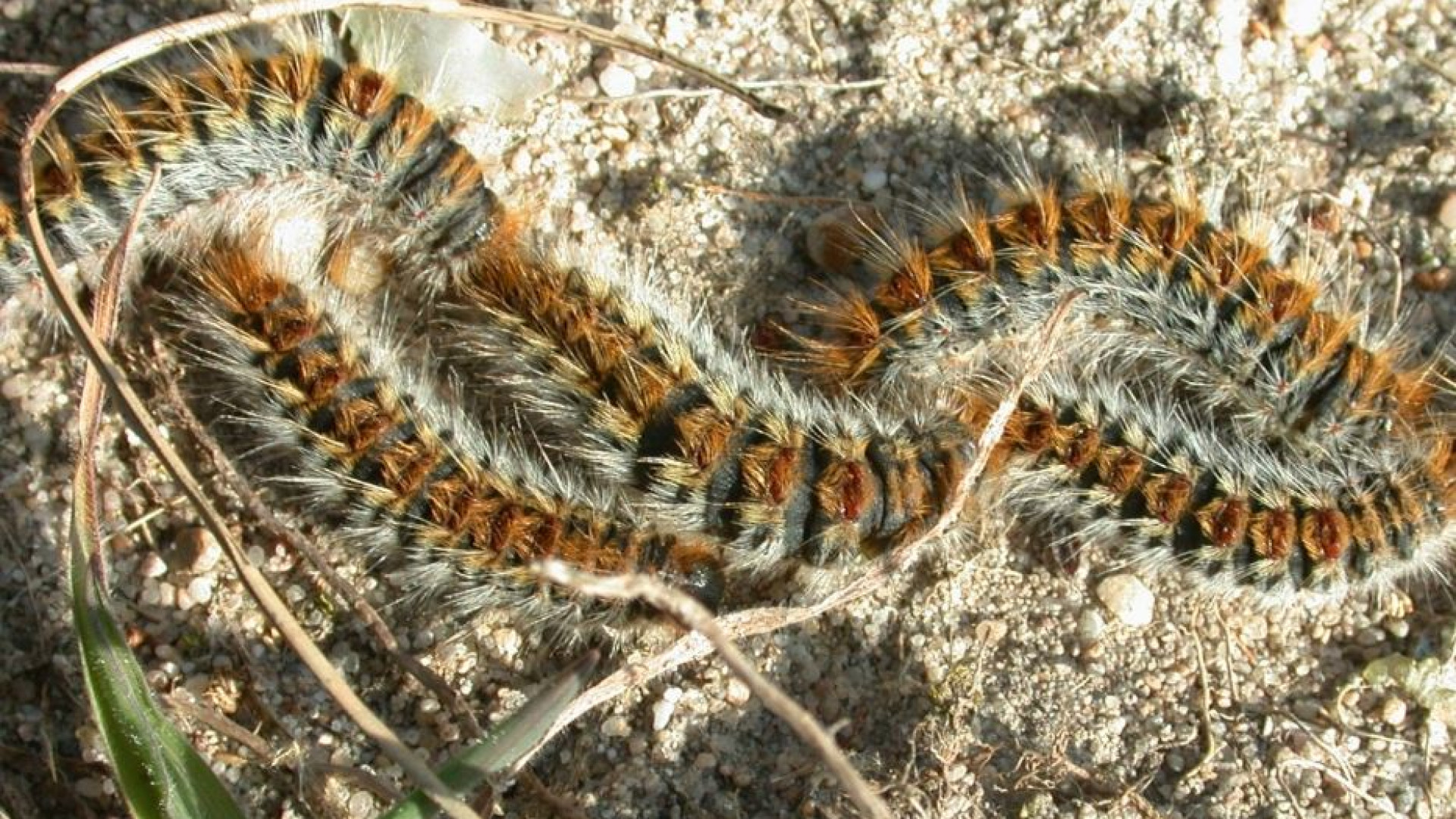Immagine di Dopo le cimici, l'allarme bruchi. Parigi si riscopre allergica alla natura