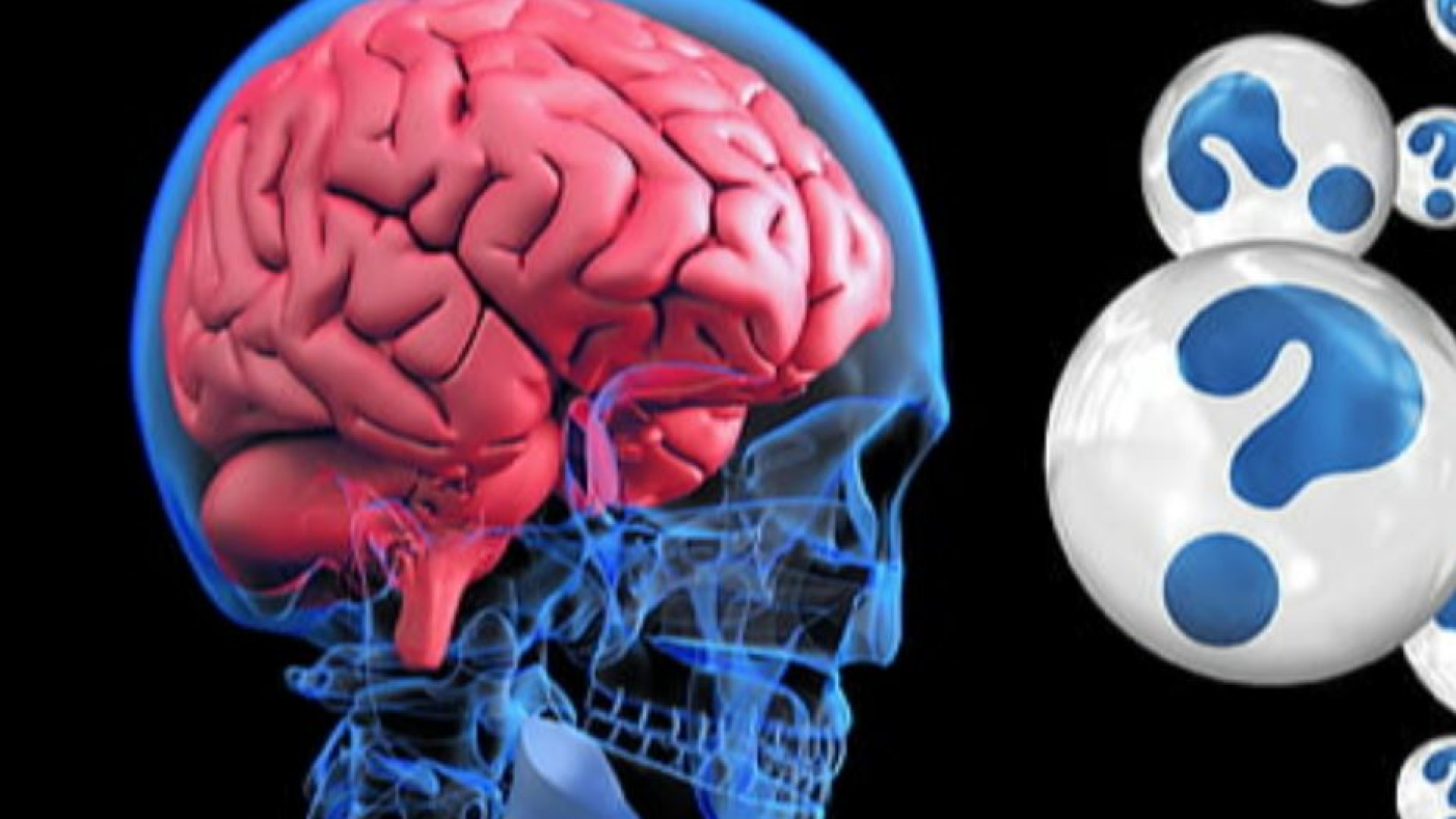 Immagine di Cervelli femminili e maschili: uguali o diversi? Ecco la risposta, con rischio