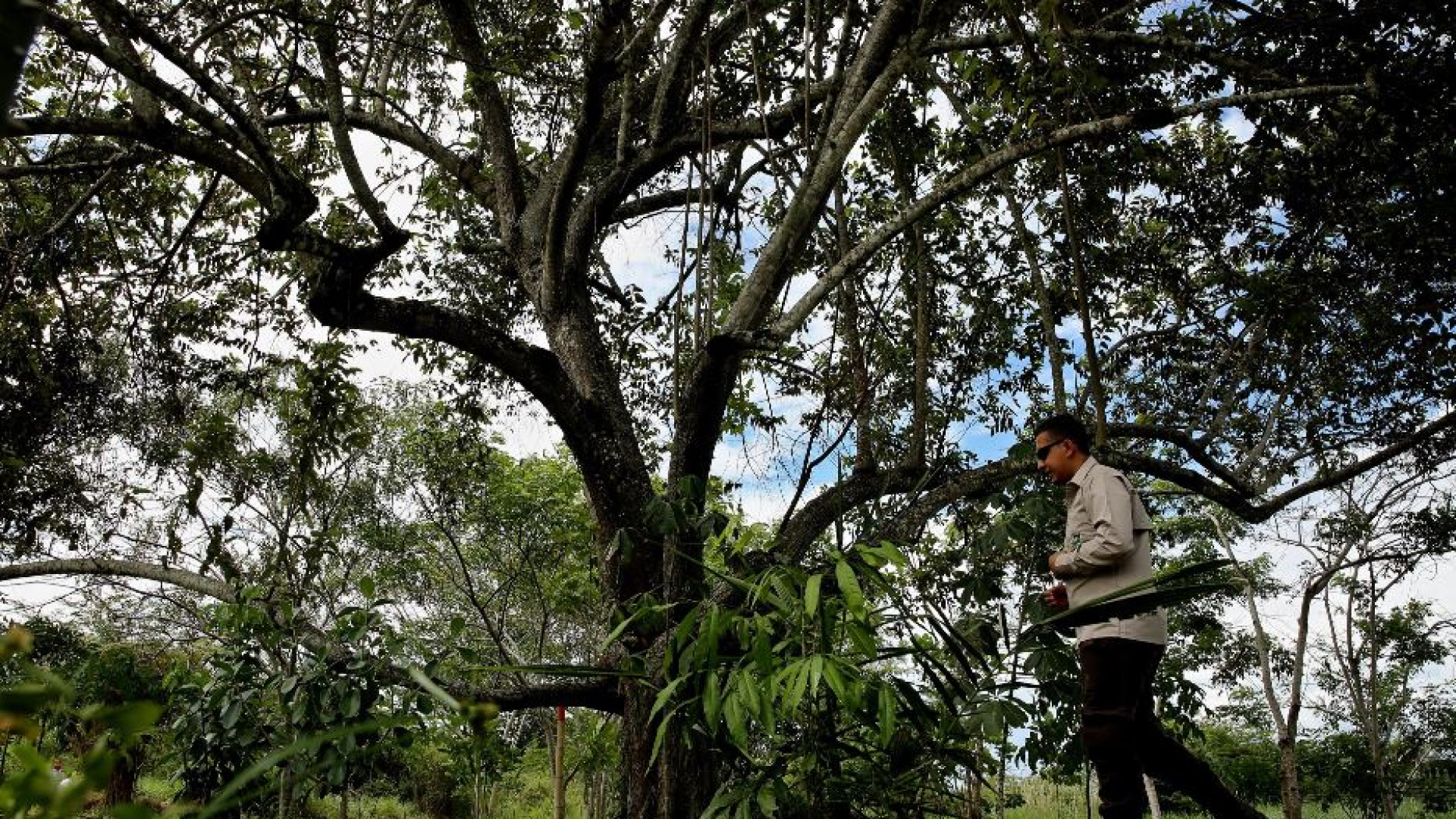 Immagine di Ambiente, sarà in Colombia la Cop16 sulla biodiversità