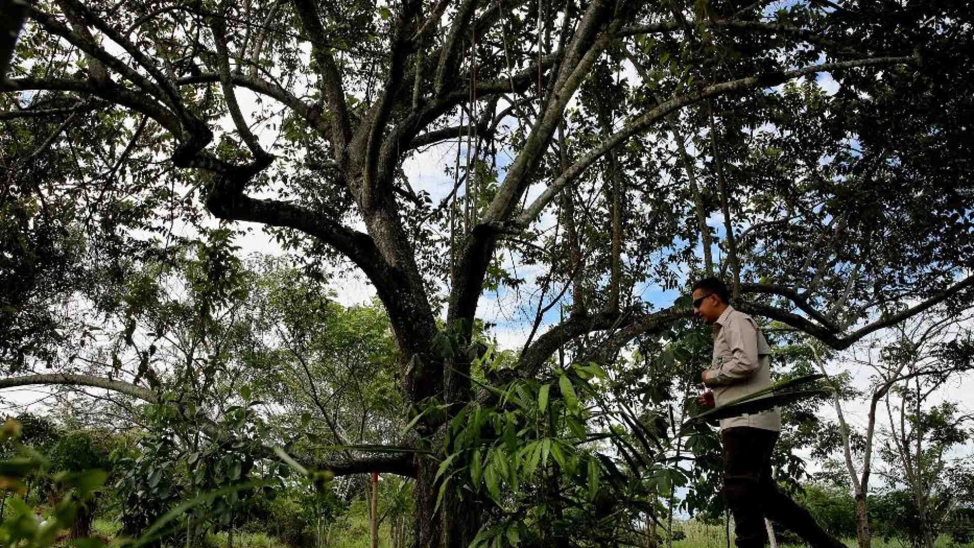 Immagine di Ambiente, sarà in Colombia la Cop16 sulla biodiversità