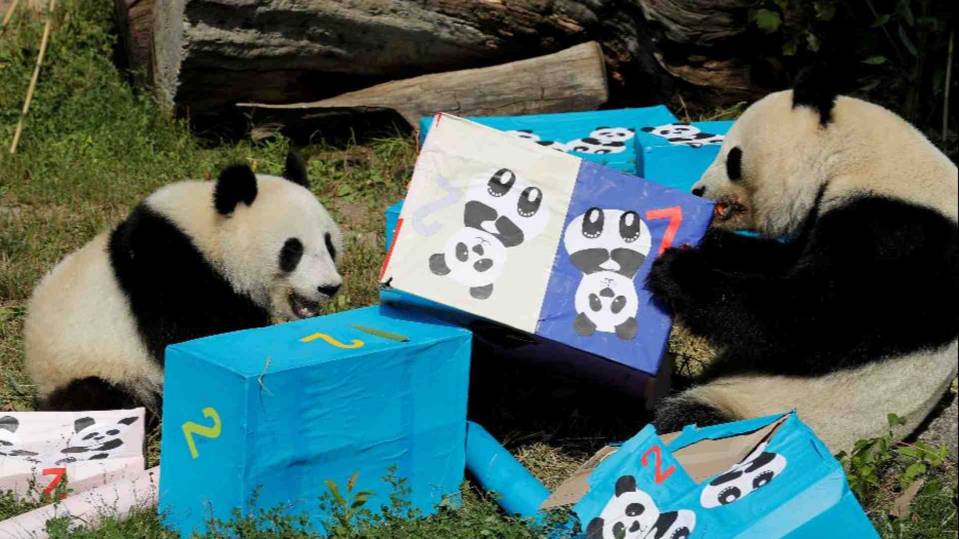 Immagine di La Cina rilancia la diplomazia dei panda verso gli Usa