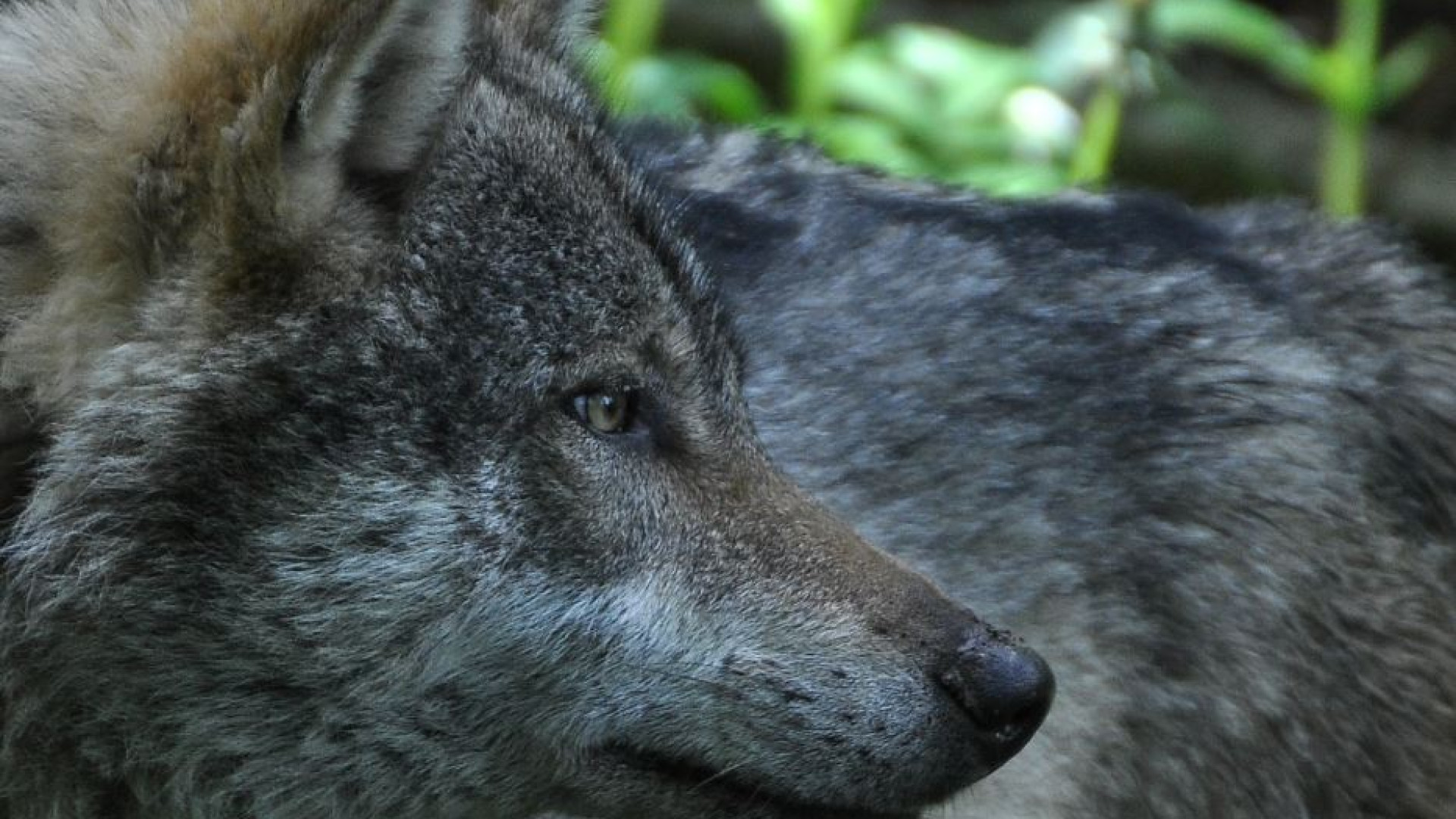 Immagine di La «Messa del lupo» è contro gli animali? La Valle Strona si ribella