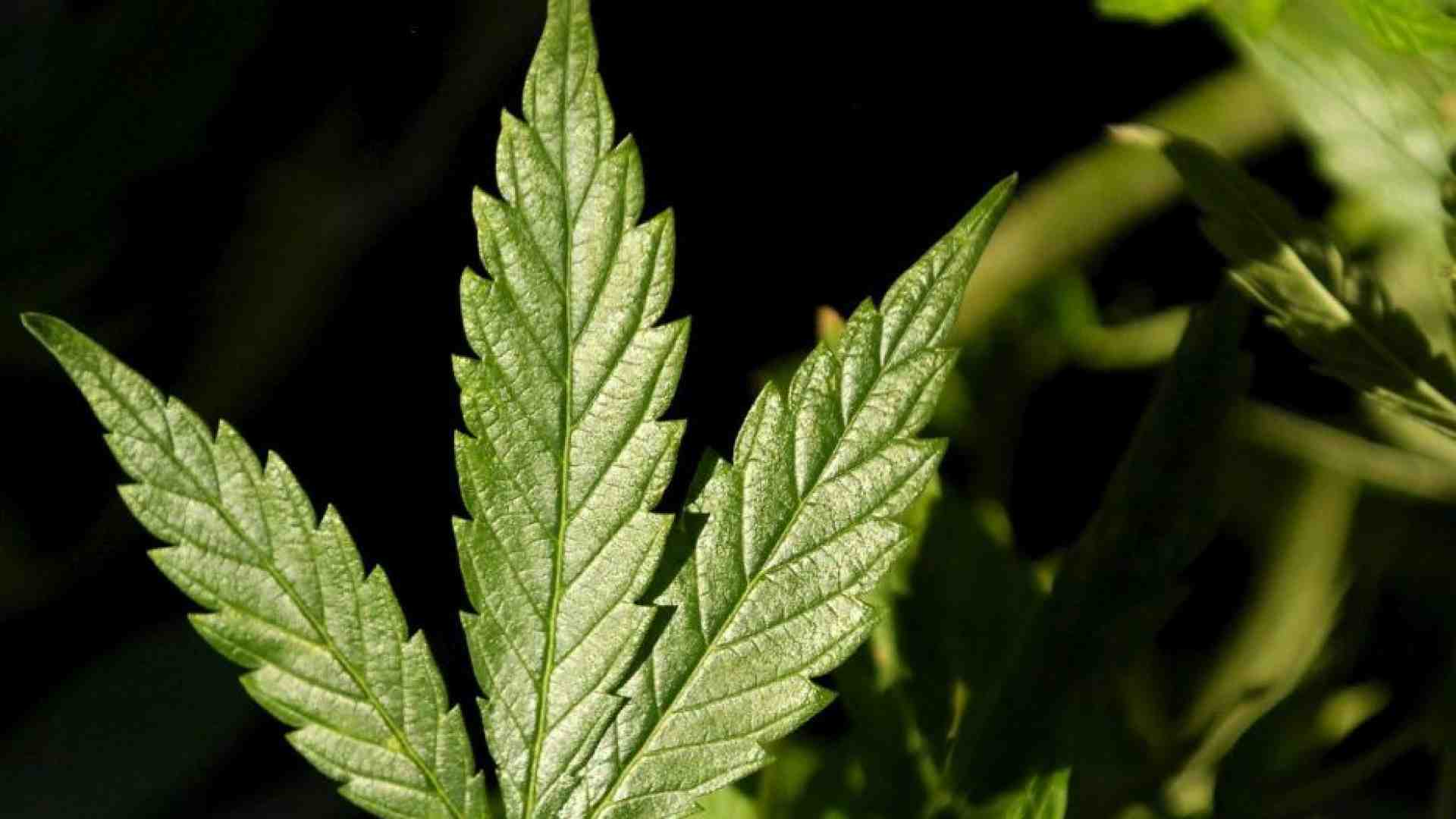 Immagine di Cannabis legale: perché non è una buona idea per la salute (e non solo)