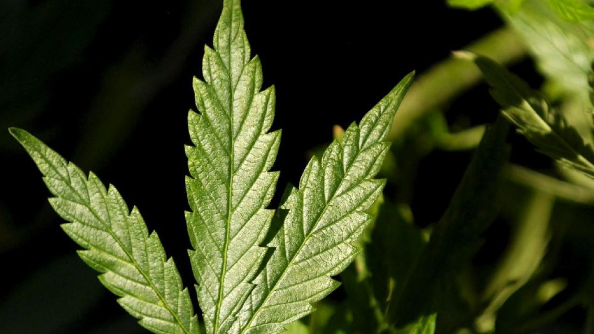Immagine di Cannabis legale: perché non è una buona idea per la salute (e non solo)