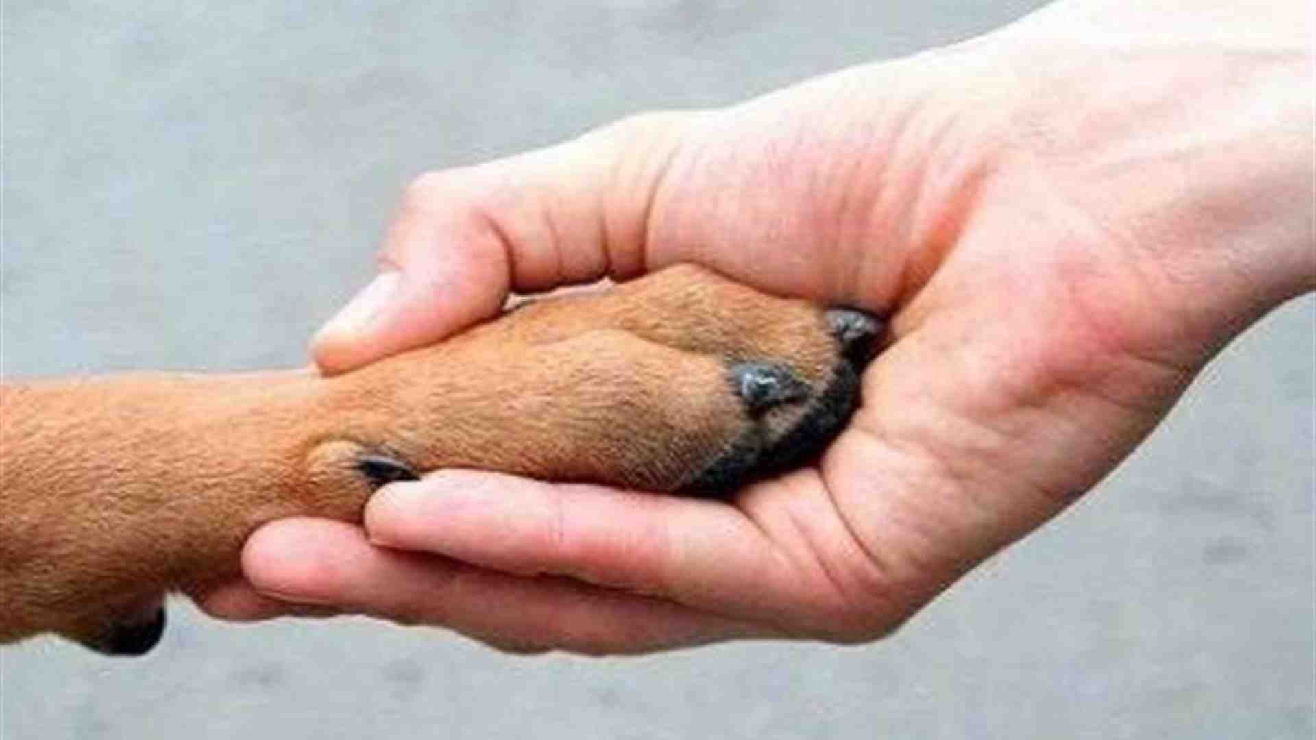 Immagine di Quando gli animali domestici danno una mano al lavoro