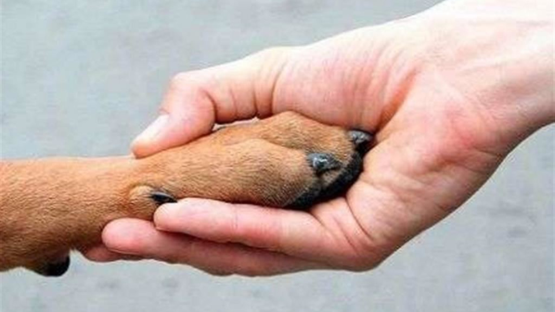 Immagine di Quando gli animali domestici danno una mano al lavoro