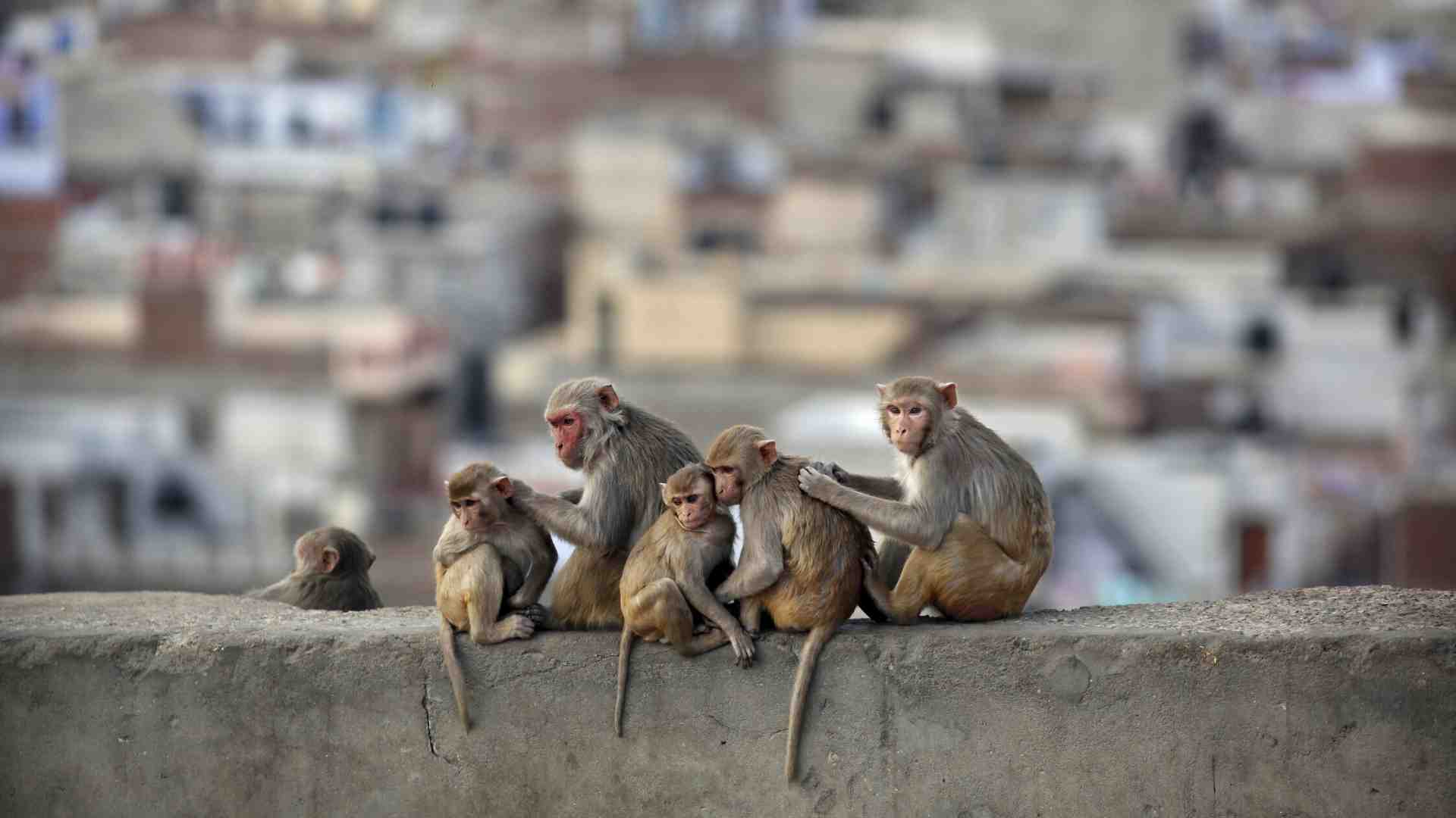 Immagine di È stato scoperto come noi umani abbiamo perso la coda
