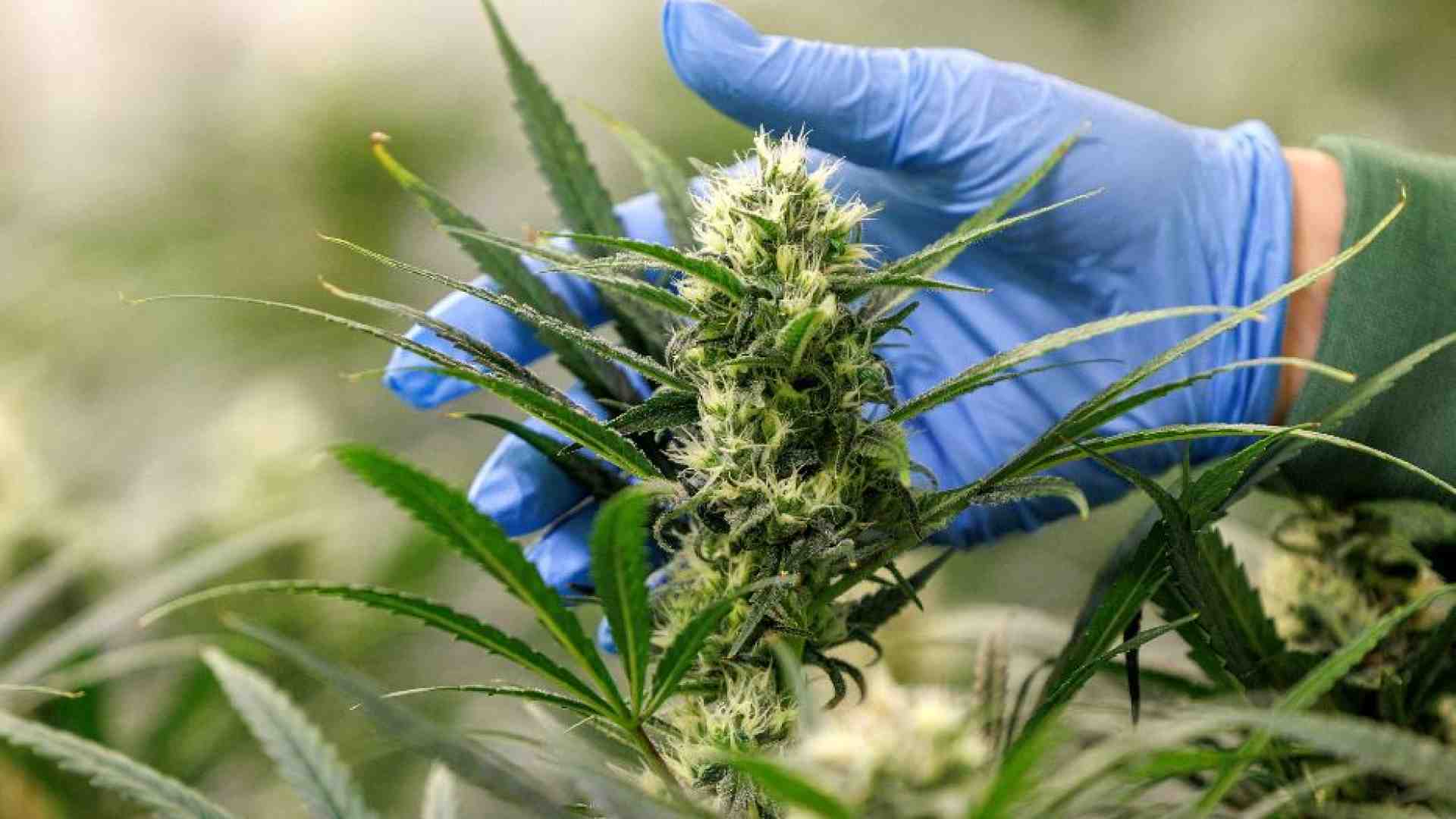 Immagine di Bangkok fa marcia indietro sulla cannabis