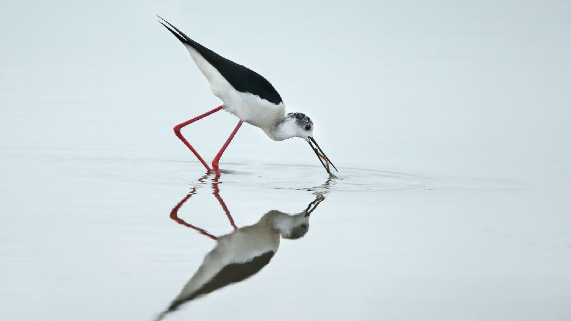 Immagine di Soglitelle, la palude della camorra diventa un'oasi naturalistica