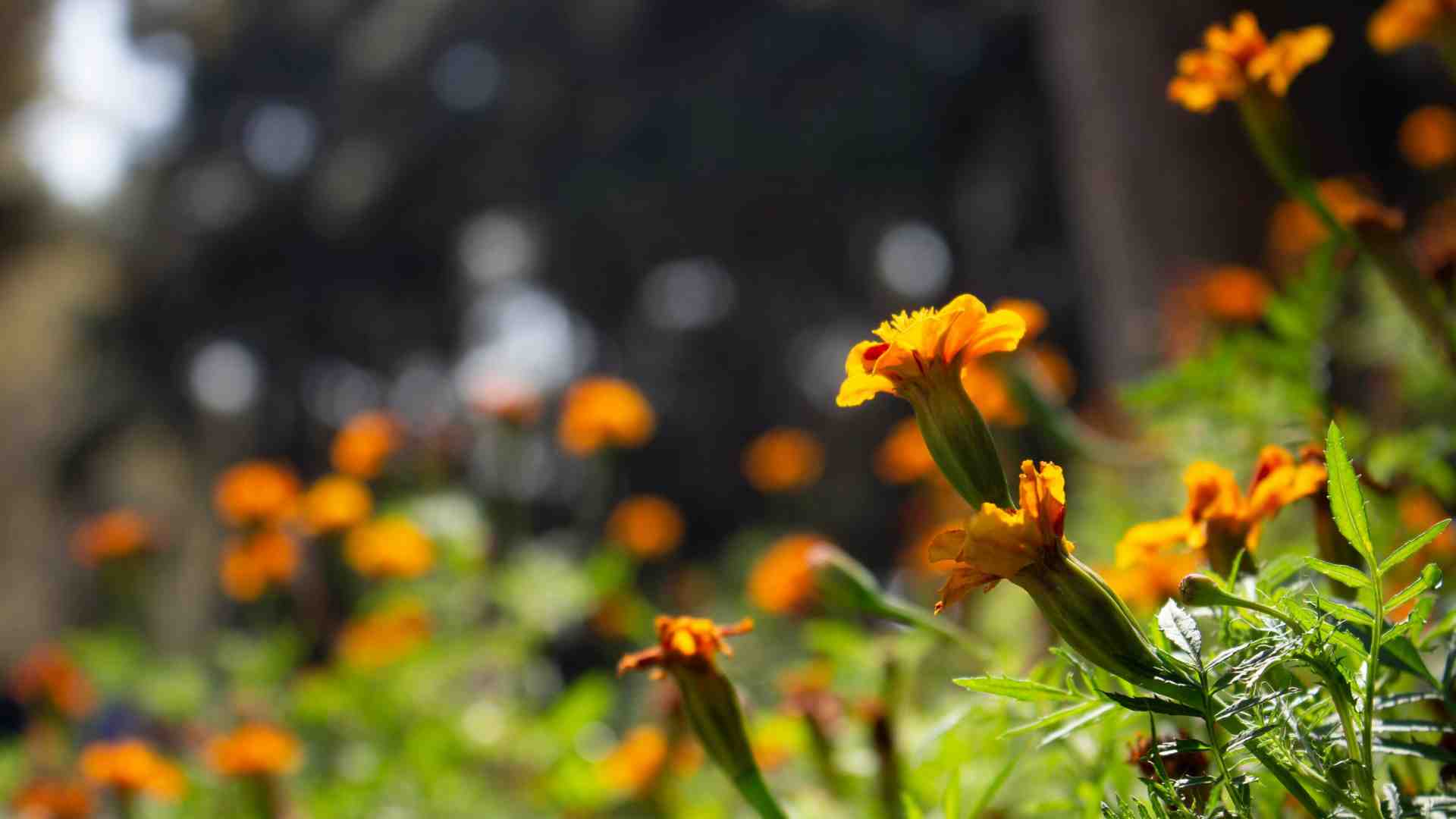 Immagine di L'estinzione si avvicina e in Italia vendiamo Fiori di Bach per cani