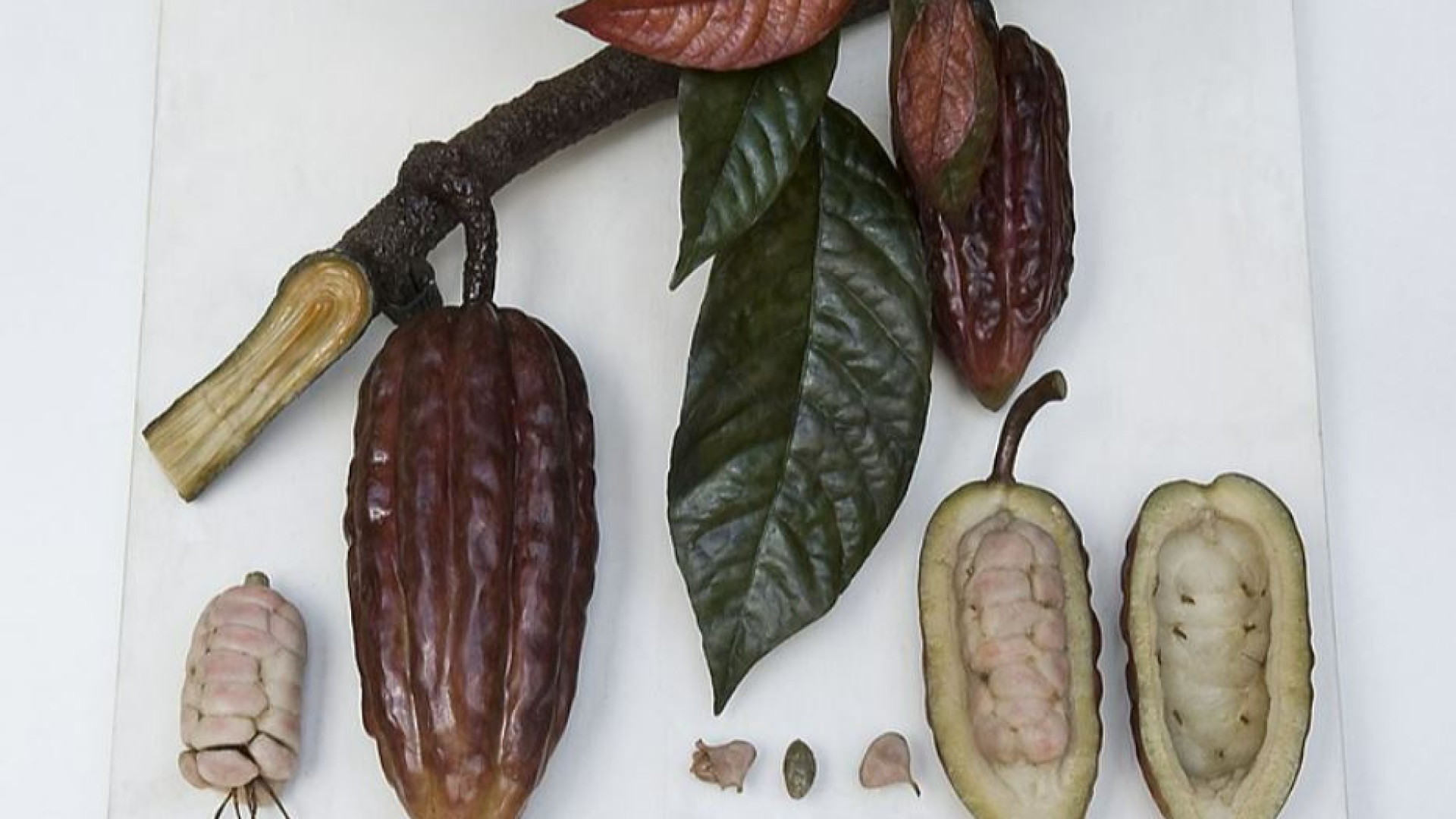 Immagine di Quando è stato addomesticato il cacao? Lo svela la genetica