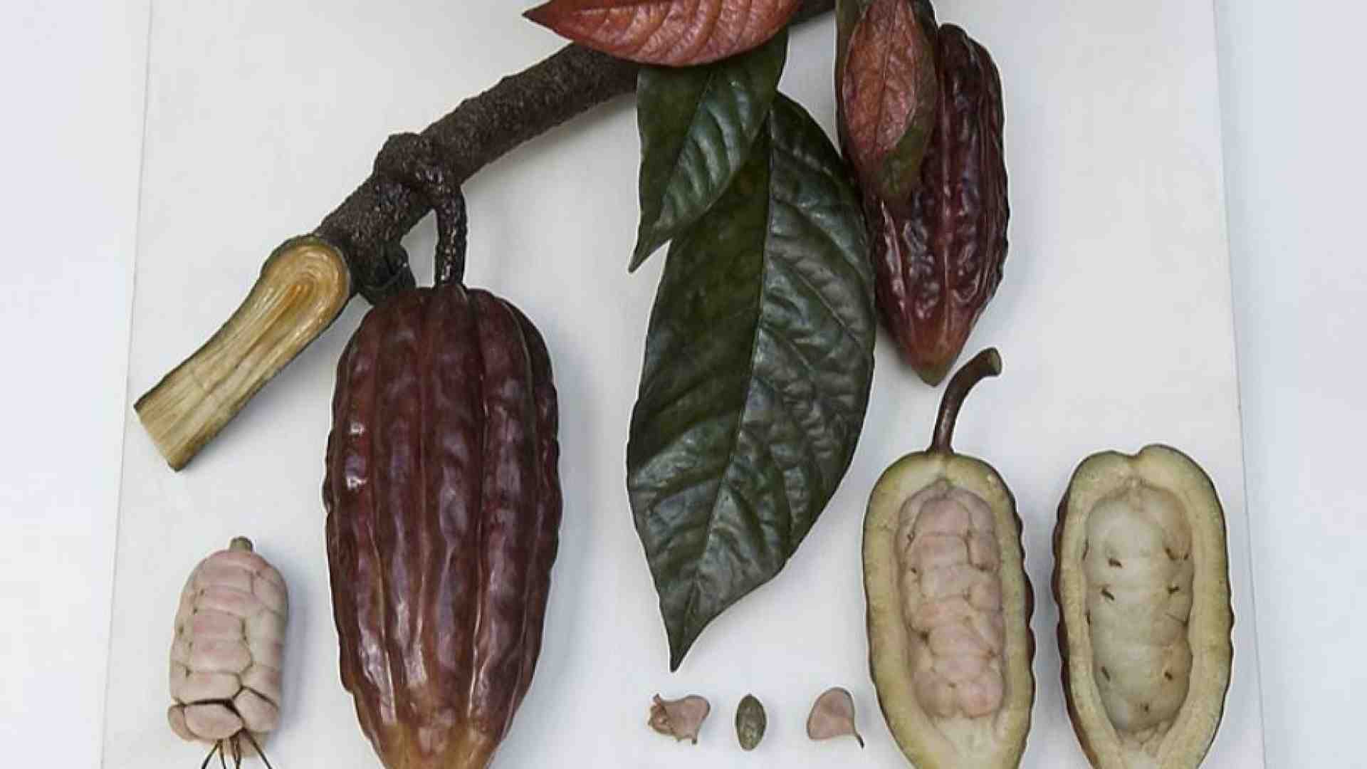 Immagine di Quando è stato addomesticato il cacao? Lo svela la genetica