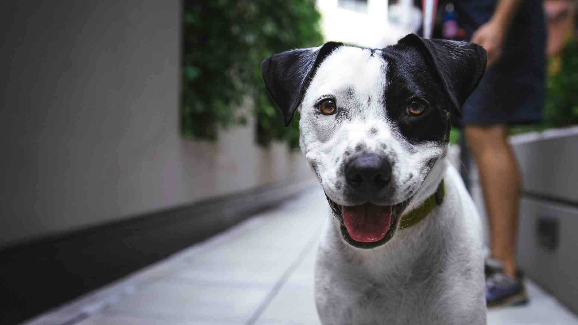 Immagine di La storia del cane dell'obitorio