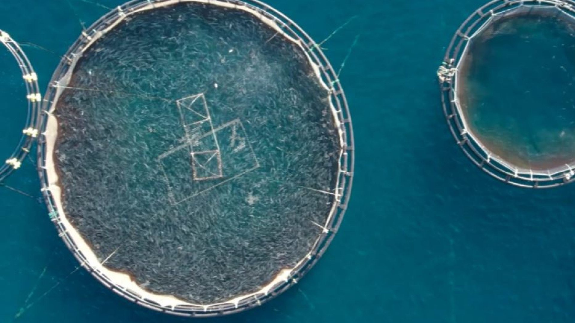 Immagine di Pescare per allevare pesci: l'ultimo paradosso in un mondo alla fame