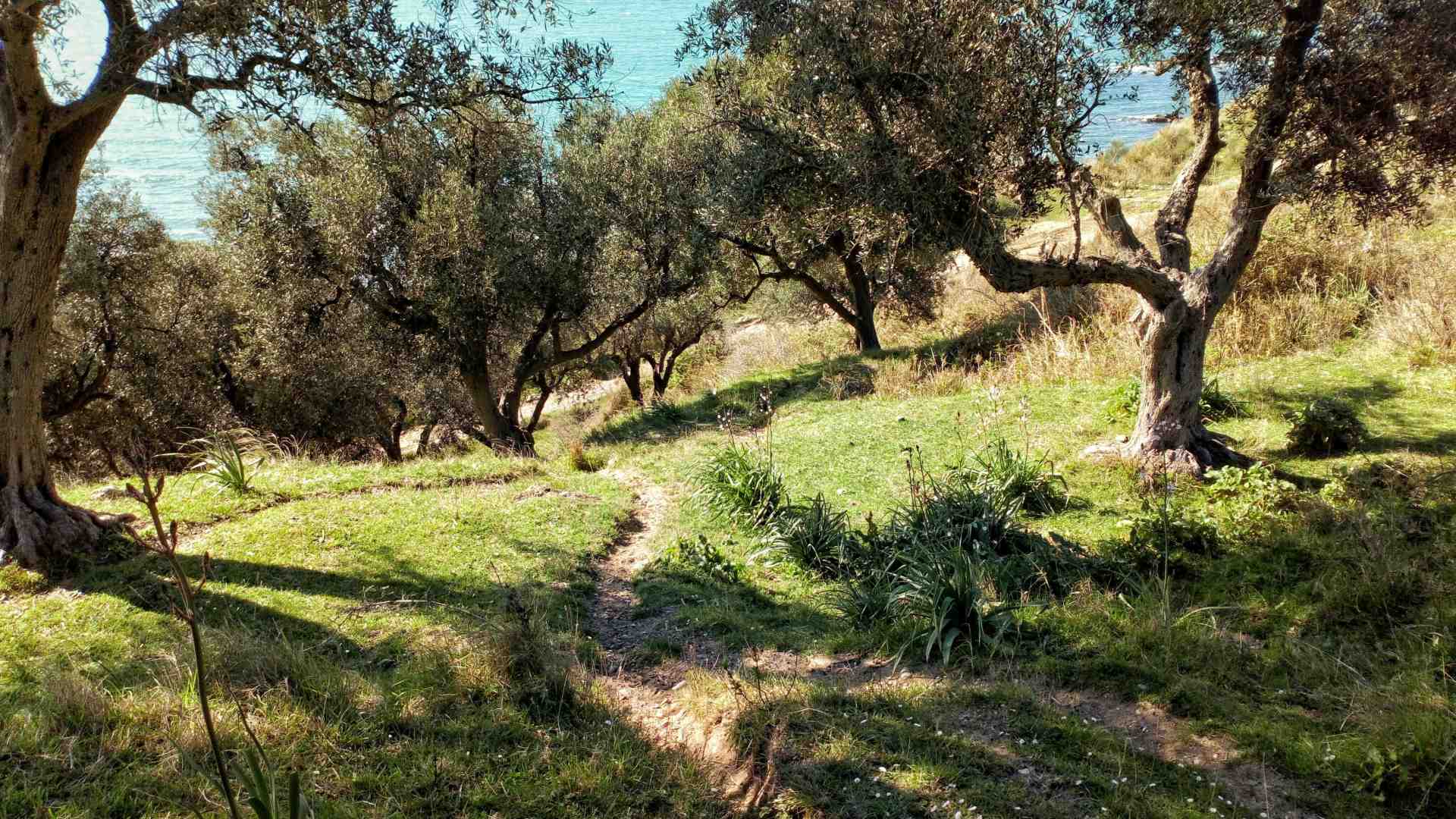 Immagine di La disavventura di un agricoltore con la Xylella