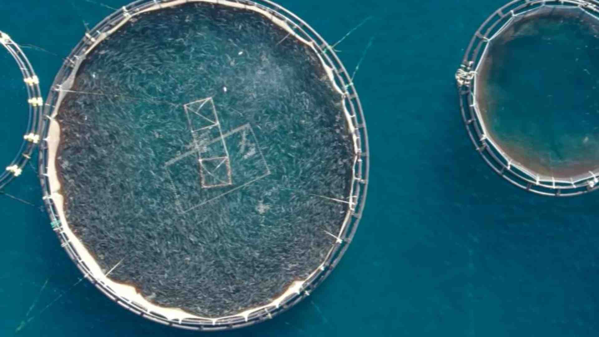 Immagine di Pescare per allevare pesci: l'ultimo paradosso in un mondo alla fame