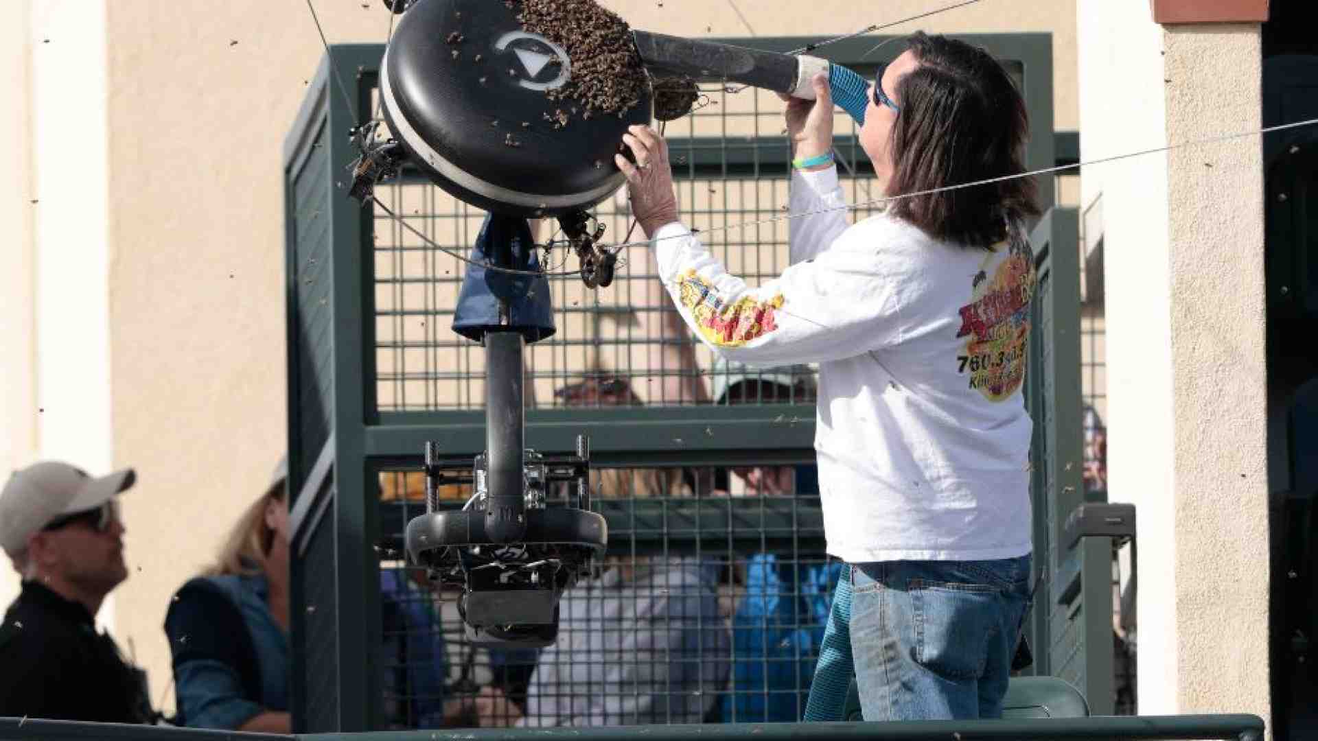 Immagine di Tennis, il torneo sospeso per invasione di api
