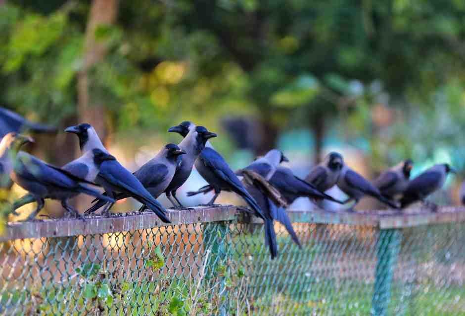 Cornacchie (Vishal Bhatnagar/NurPhoto via Getty Images)<br />