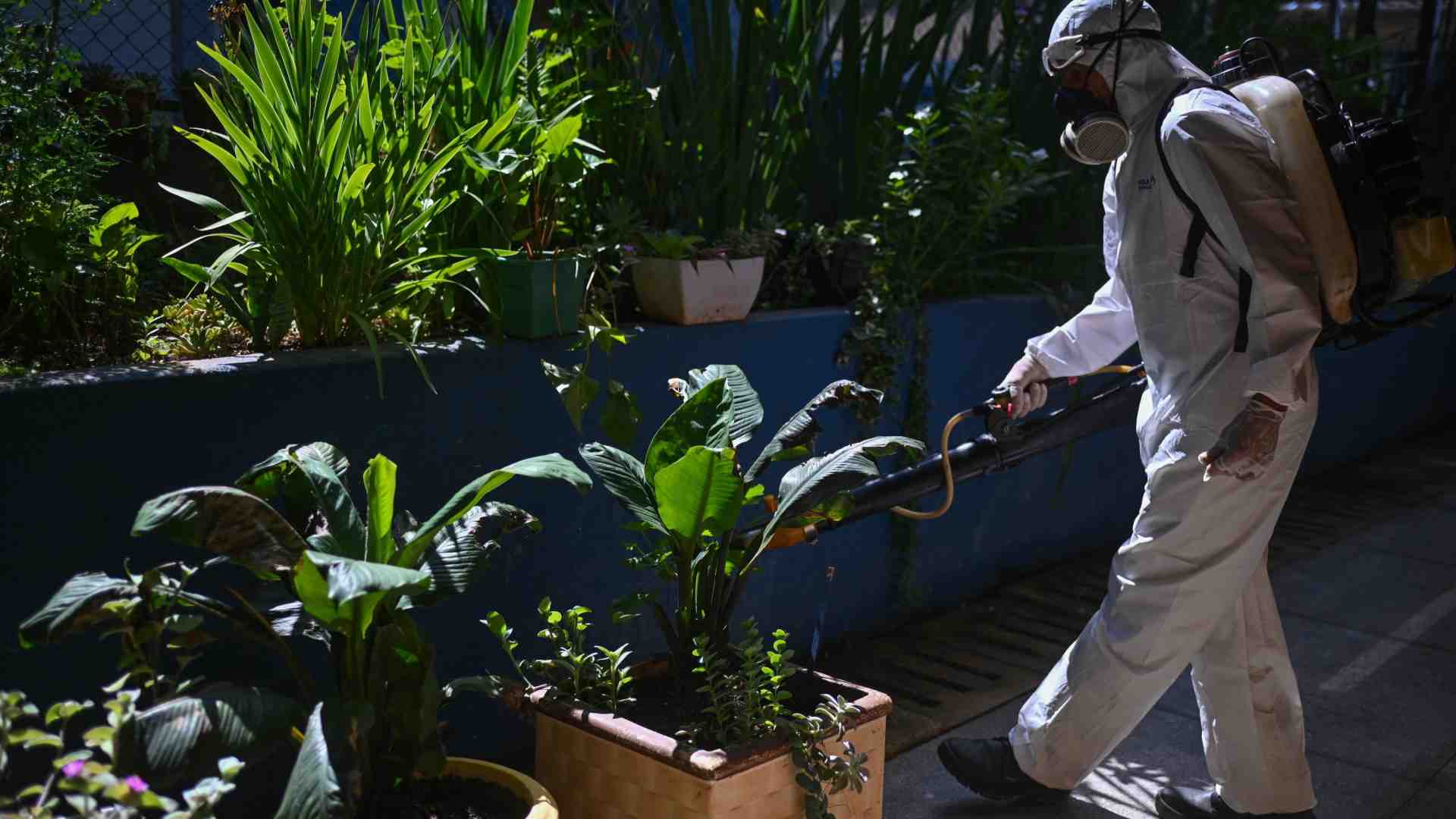 Immagine di Il Brasile sfiora i due milioni di casi di dengue: il Paese è in emergenza