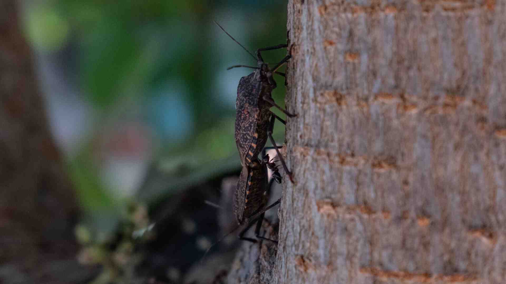 Immagine di Che c’è di vero nella nota “invasione” di cimici nei letti. E come difendersi