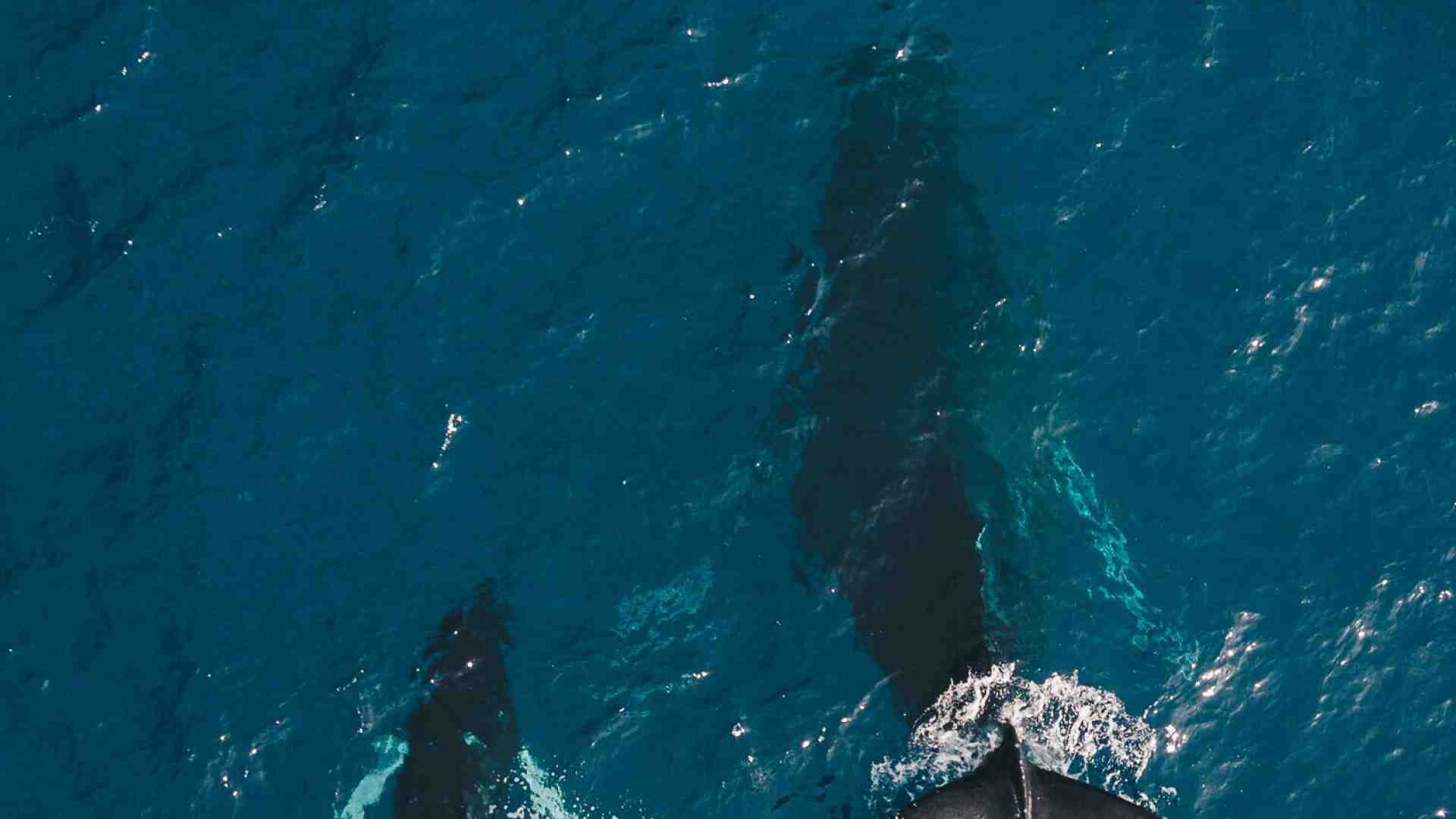 Immagine di "Il canto del mare". Madre e figlio insieme a seguire il tragitto delle balene e di sé stessi