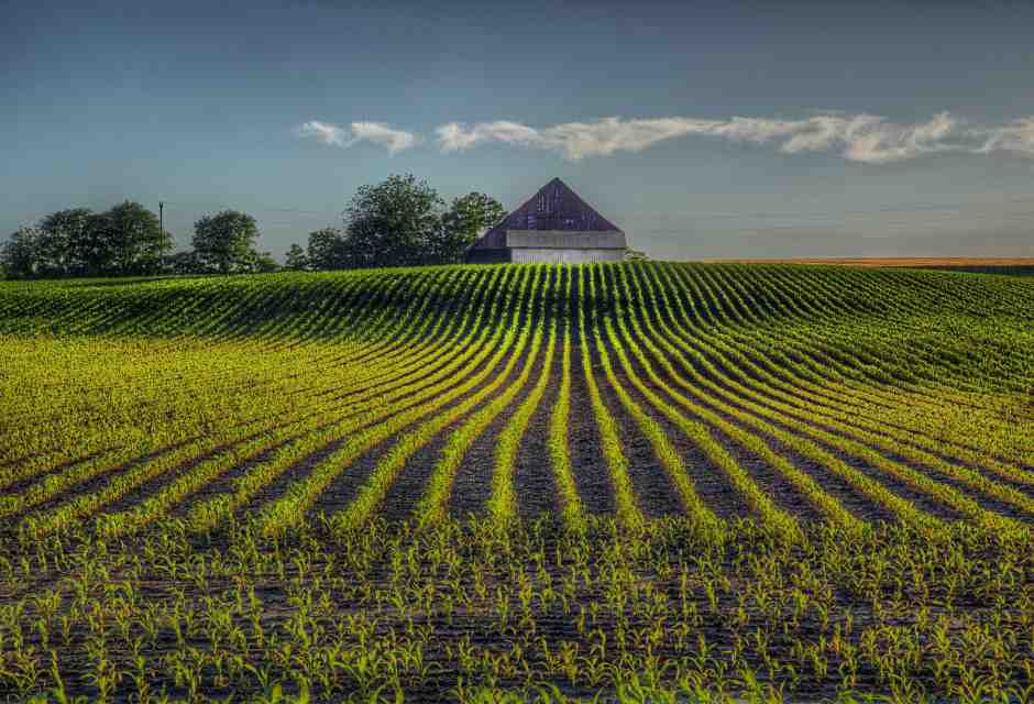 &nbsp;Un campo nel Missouri - foto via Getty Images