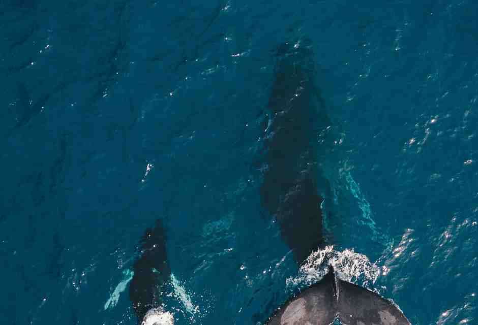 "Il canto del mare". Madre e figlio insieme a seguire il tragitto delle balene e di sé stessi