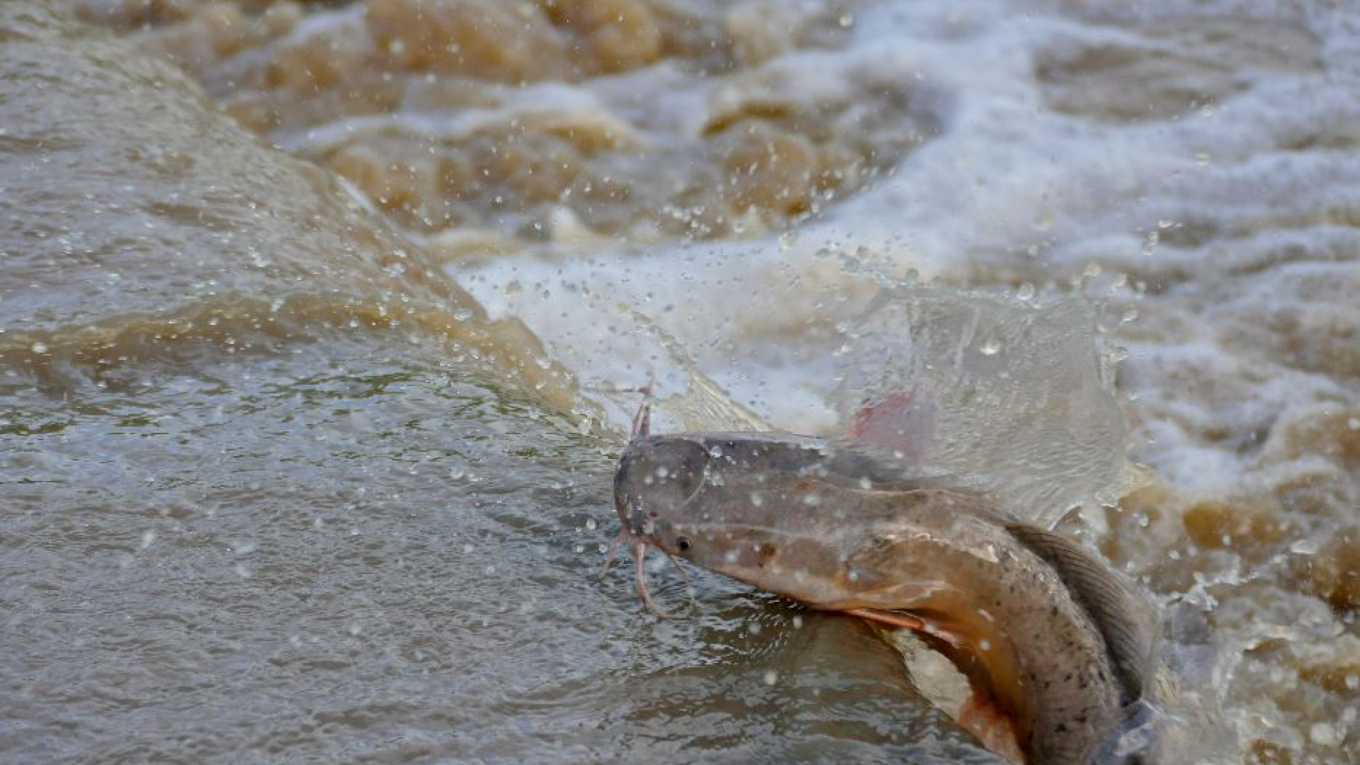 Immagine di Dalla pelle del pesce gatto arriva un nuovo antibatterico