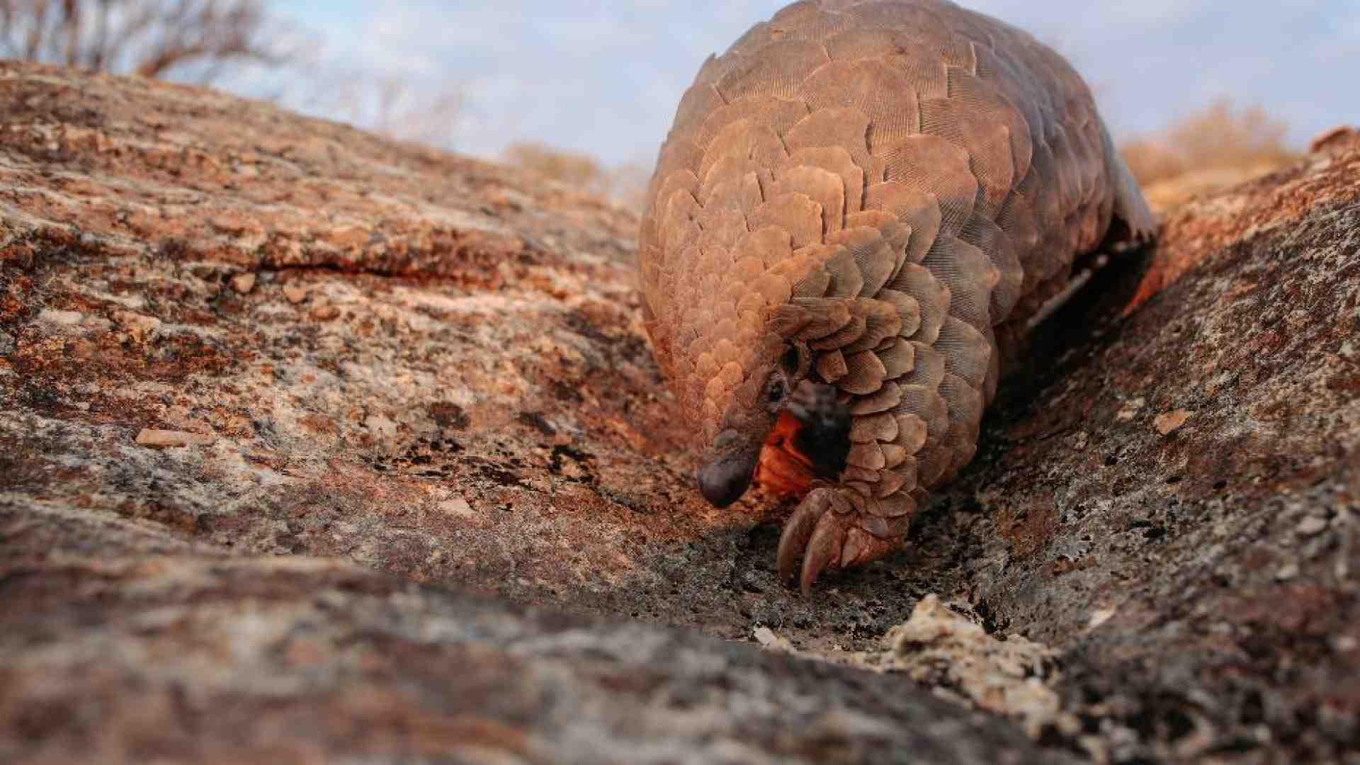 Immagine di L'uomo trasmette più virus agli animali di quanti ne riceva da loro