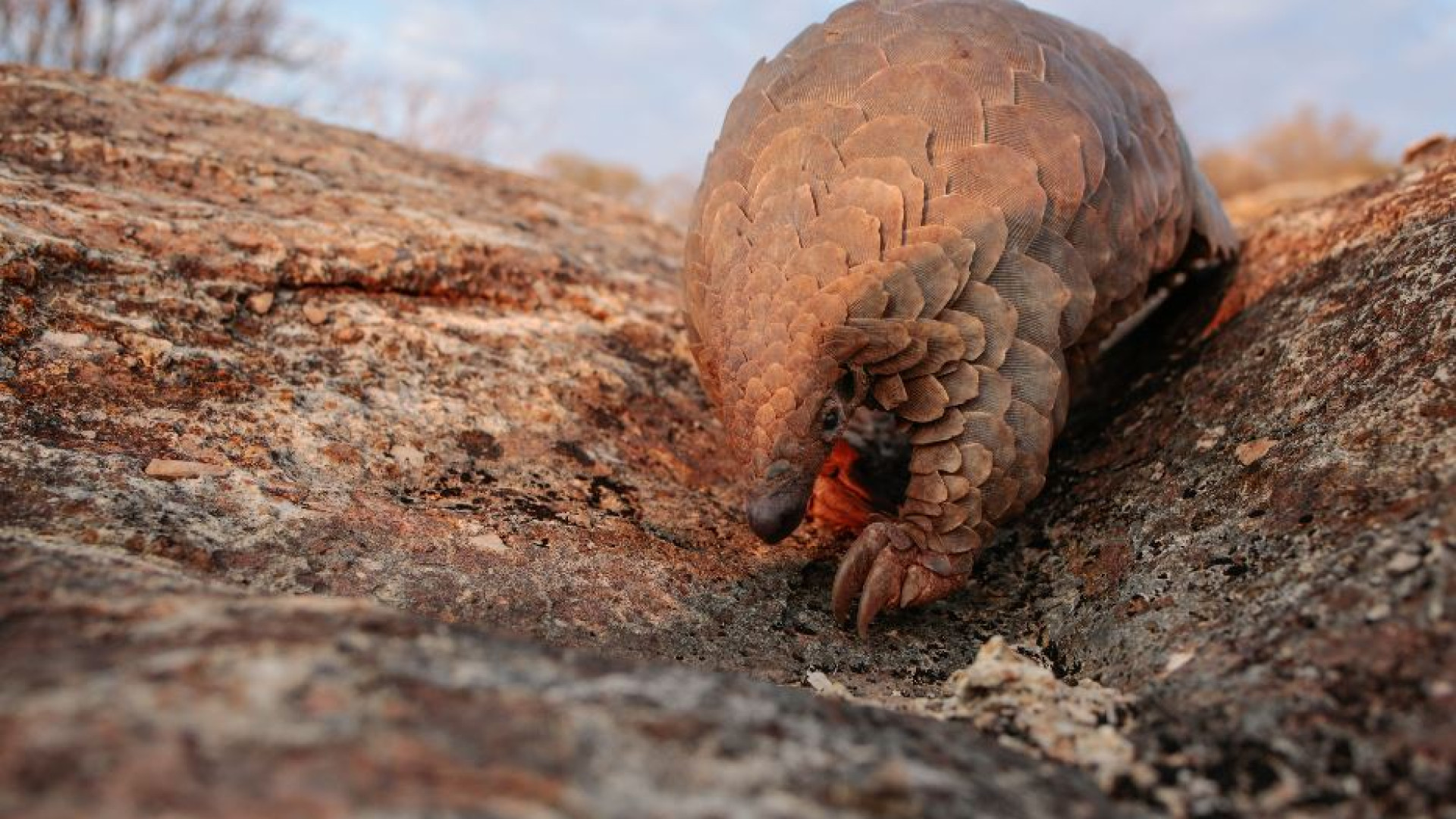 Immagine di L'uomo trasmette più virus agli animali di quanti ne riceva da loro