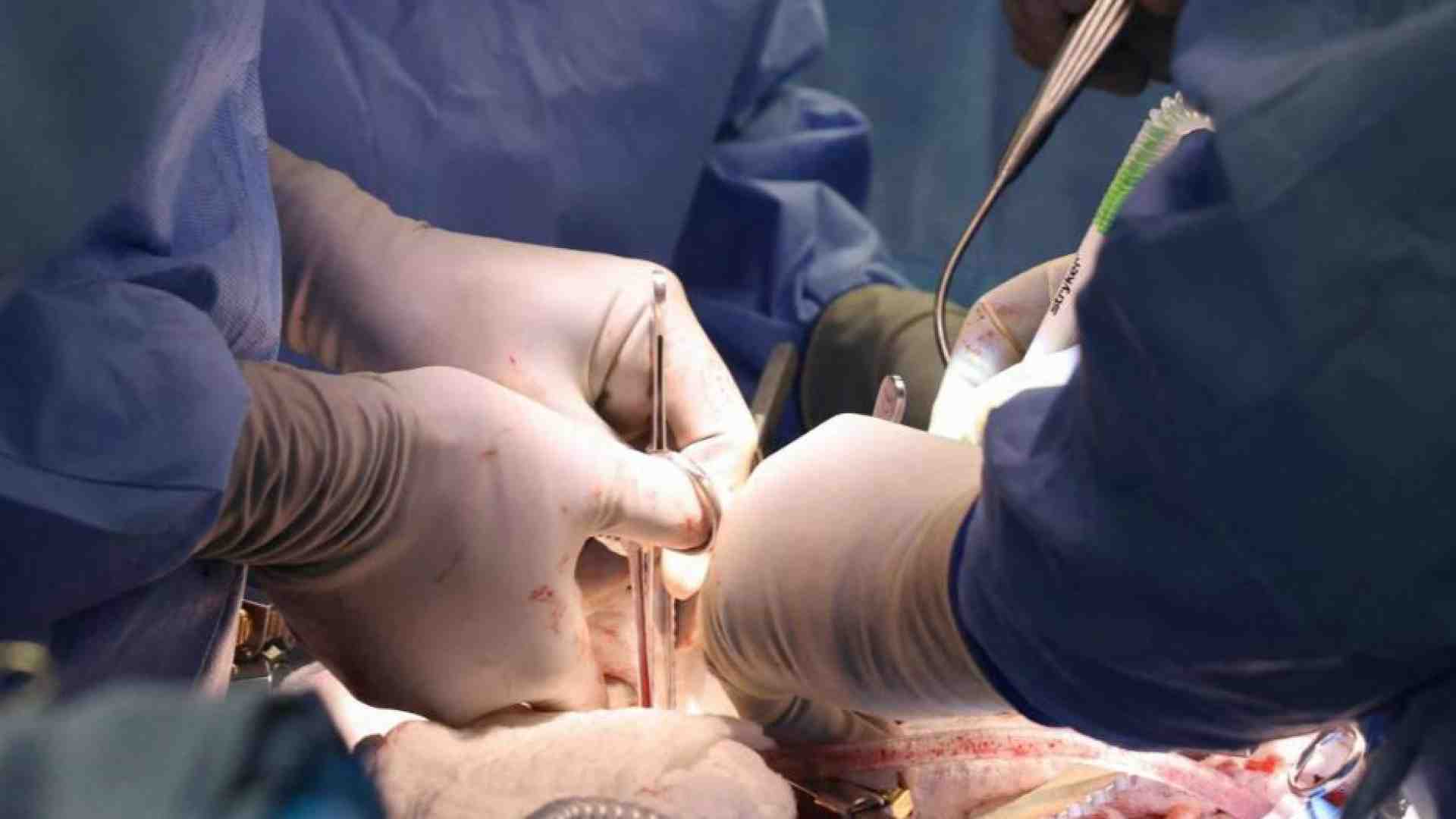 Immagine di Organi da animali, tutti gli interrogativi etici