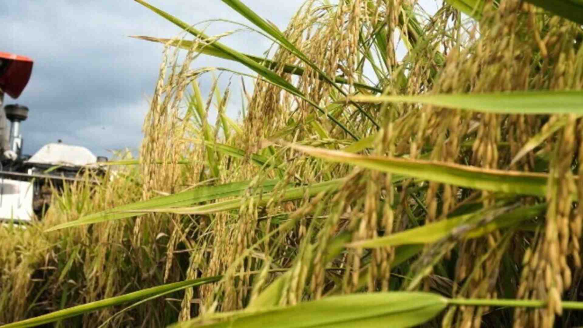Immagine di Si può fare! L’Italia, dopo vent’anni di buio, riapre alle biotecnologie