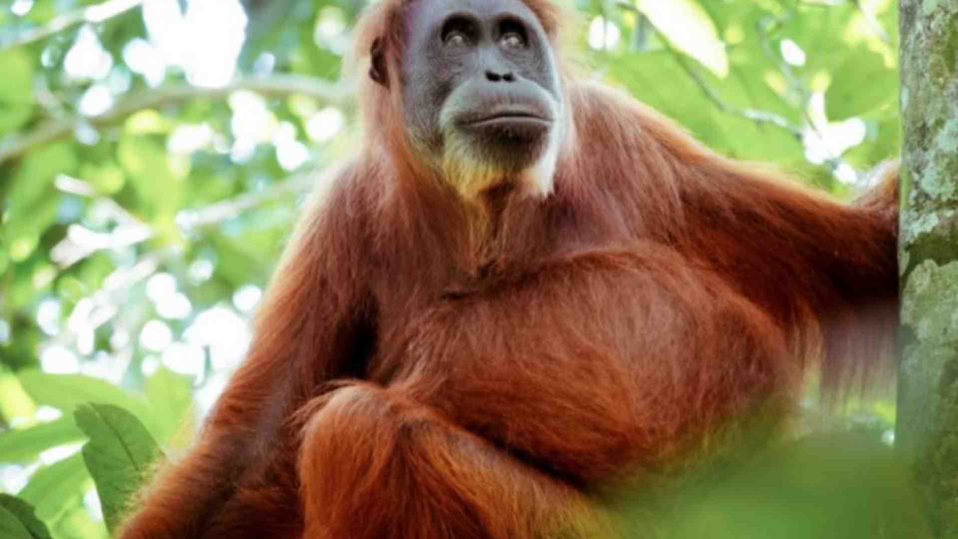 Immagine di Allarme biodiversità: si estinguono specie che neanche conosciamo