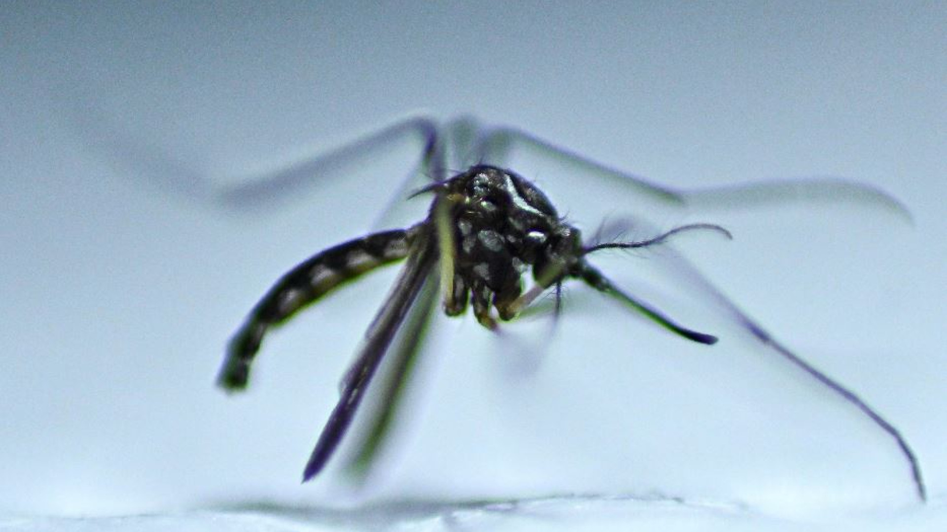 Immagine di Con la dengue l’America si avvia verso la peggiore epidemia della storia