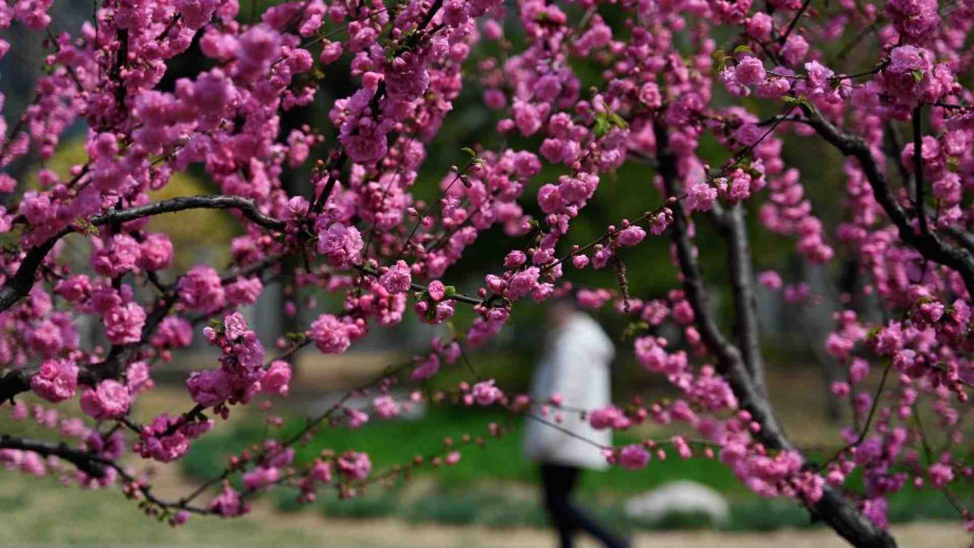 Immagine di Anche i fiori "brutti" regalano poesia. E pregano Dio