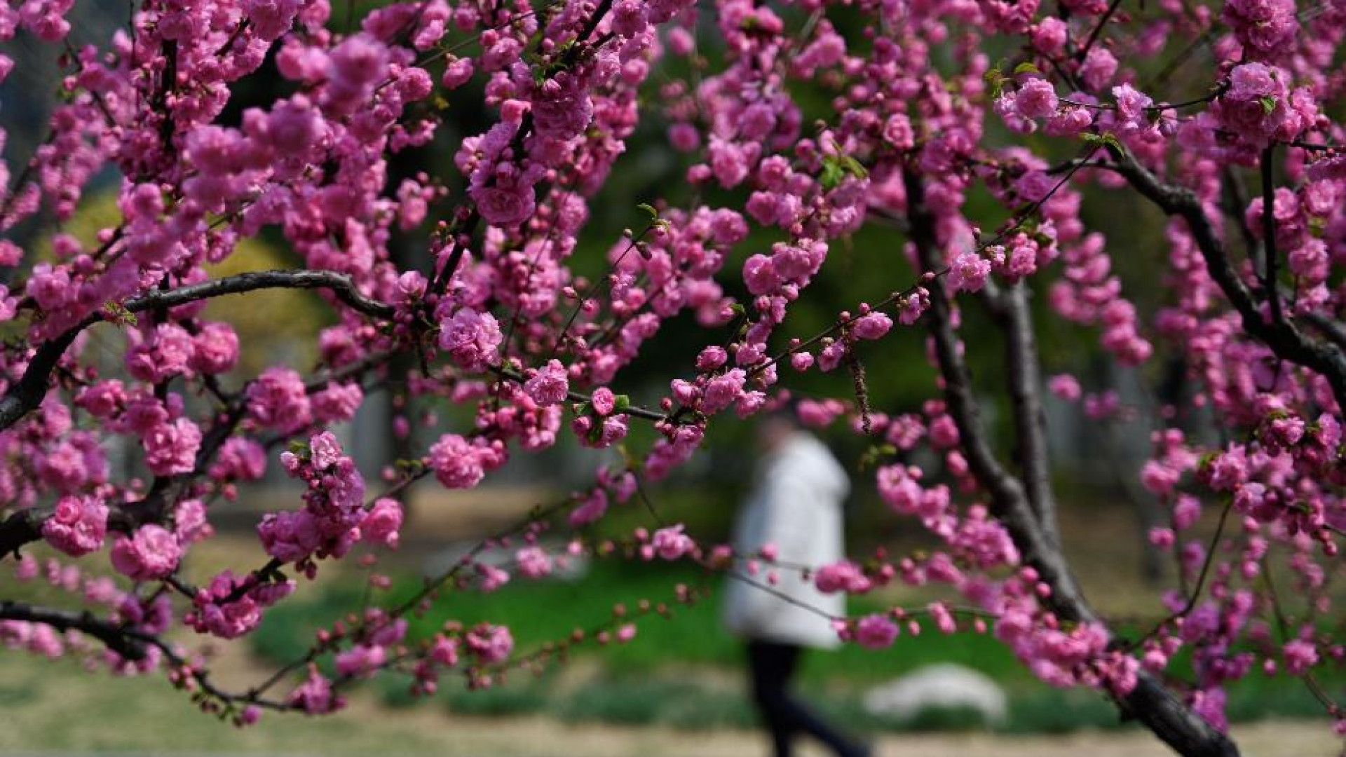 Immagine di Anche i fiori "brutti" regalano poesia. E pregano Dio