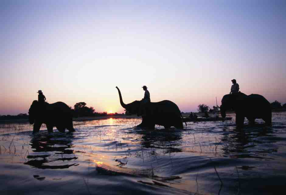 Il Botswana ha troppi elefanti e minaccia di inviarne 20 mila in Germania