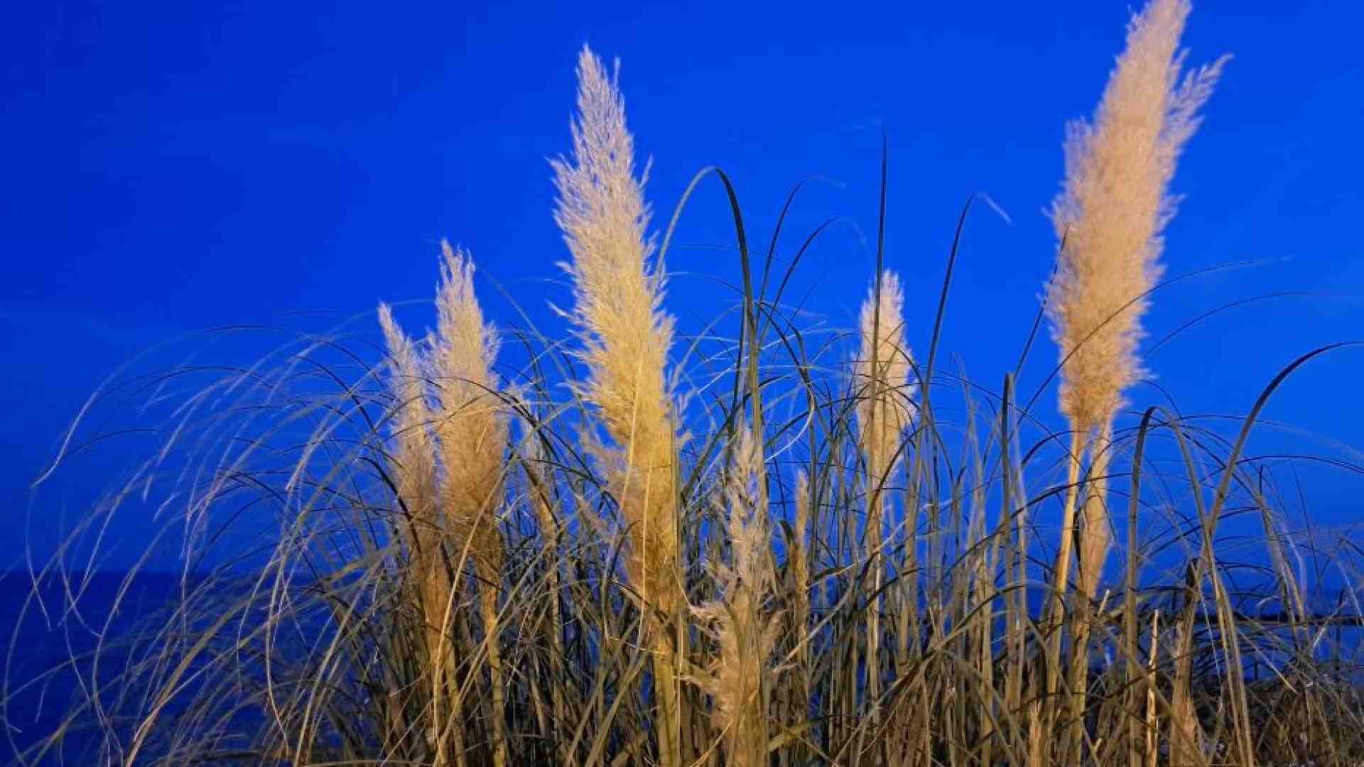 Immagine di La preghiera, luce per l'anima al buio. L'esempio di Bonhoeffer