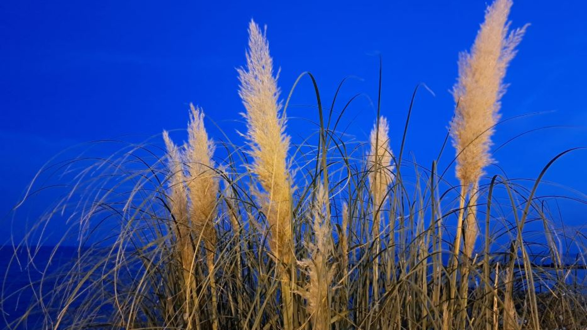 Immagine di La preghiera, luce per l'anima al buio. L'esempio di Bonhoeffer