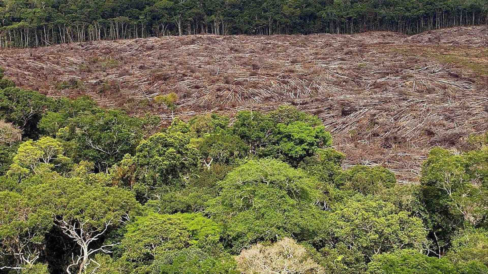 Immagine di Uccisero 4 leader indigeni che difendevano la foresta: 5 condanne