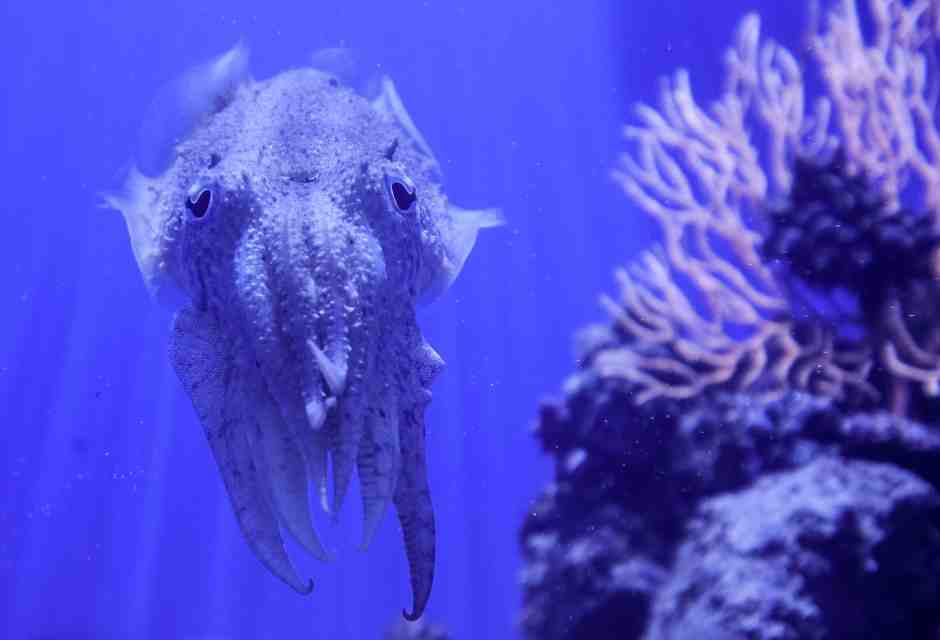 Una seppia nell'Acquario della stazione zoologica "Anton Dohrn" di Napoli (Foto di Mario Laporta via Getty Images)&nbsp;<br />